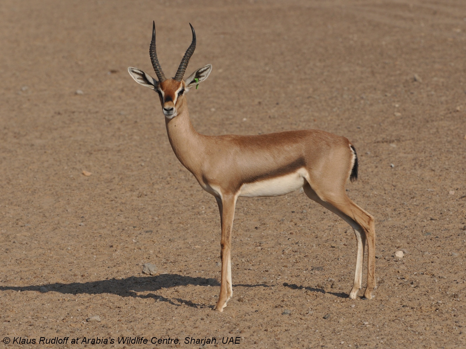 Image - Gazella gazella cora (Arabian Mountain Gazelle) | BioLib.cz