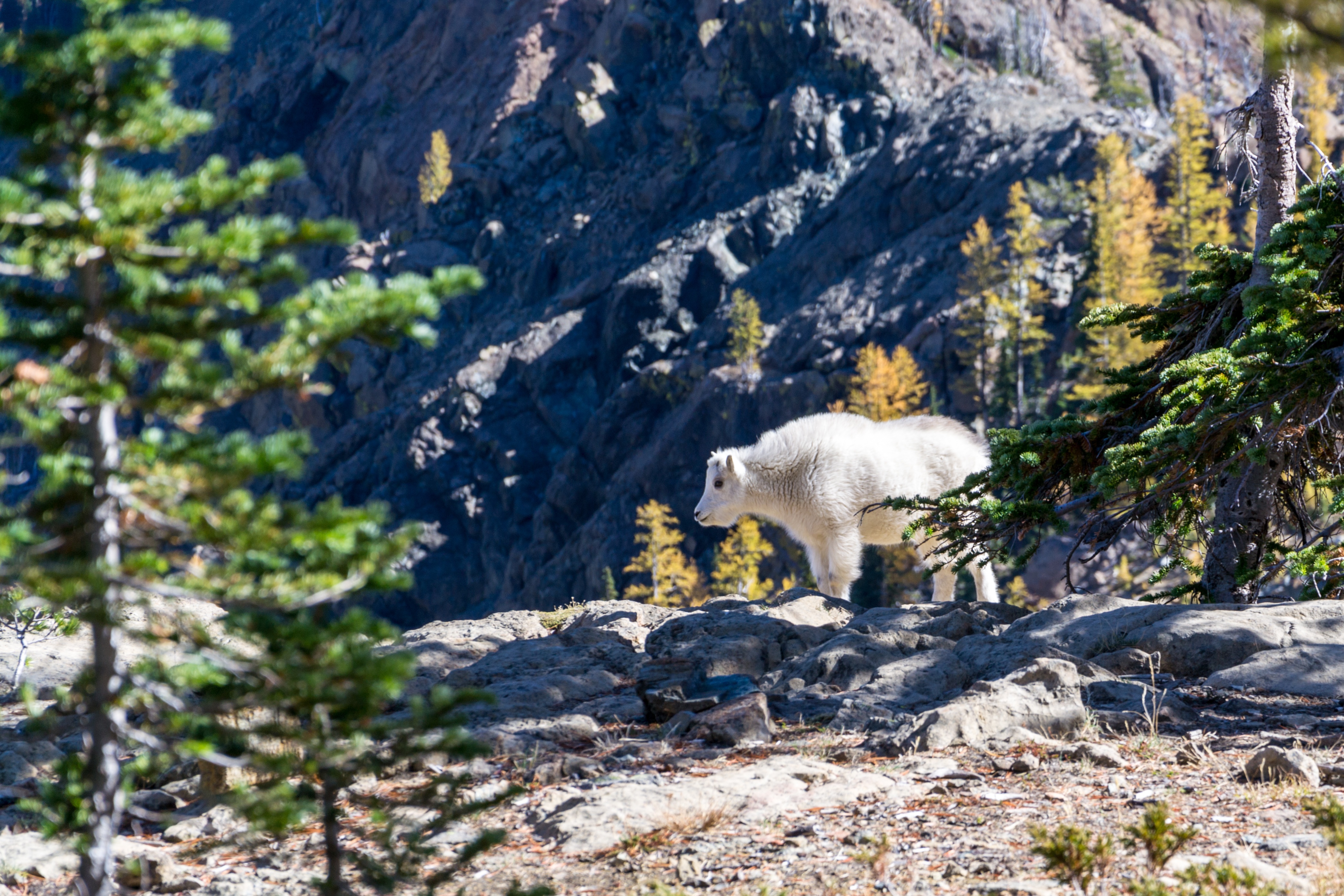 Mountain goat photo