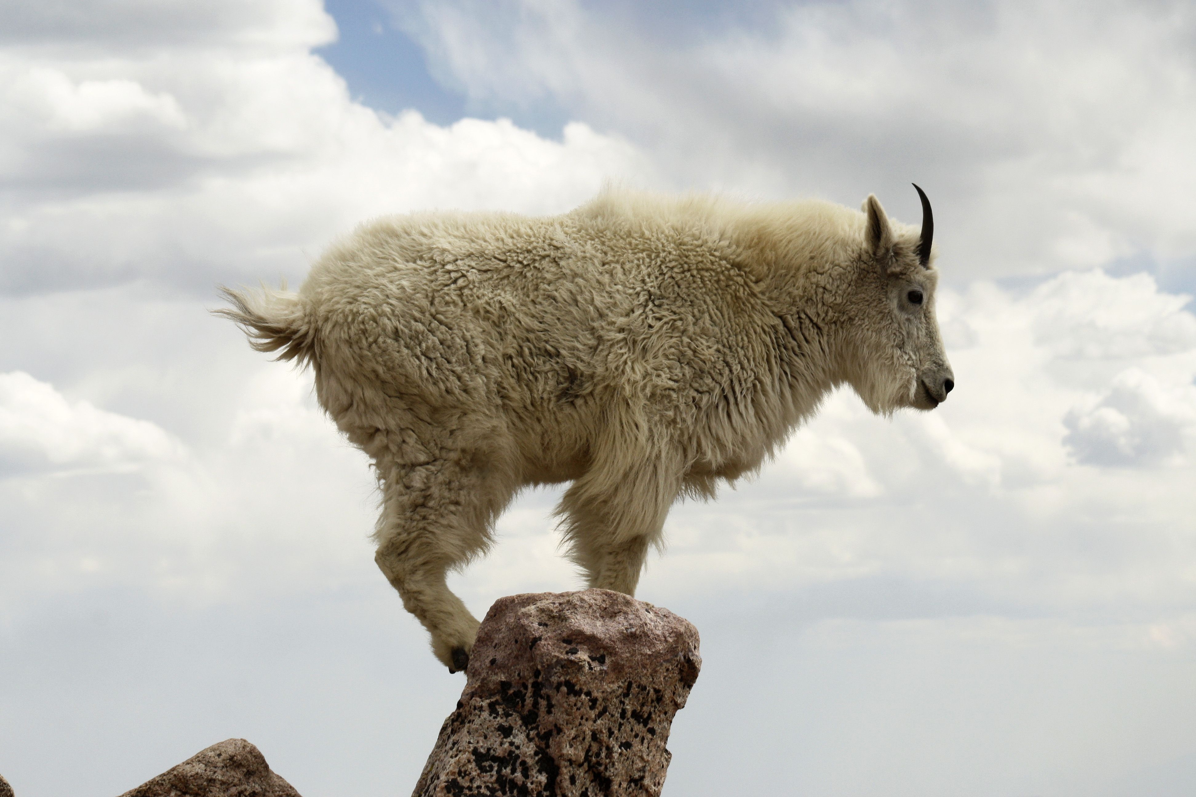 These Mountain Goats Fly Through the Air—For Science