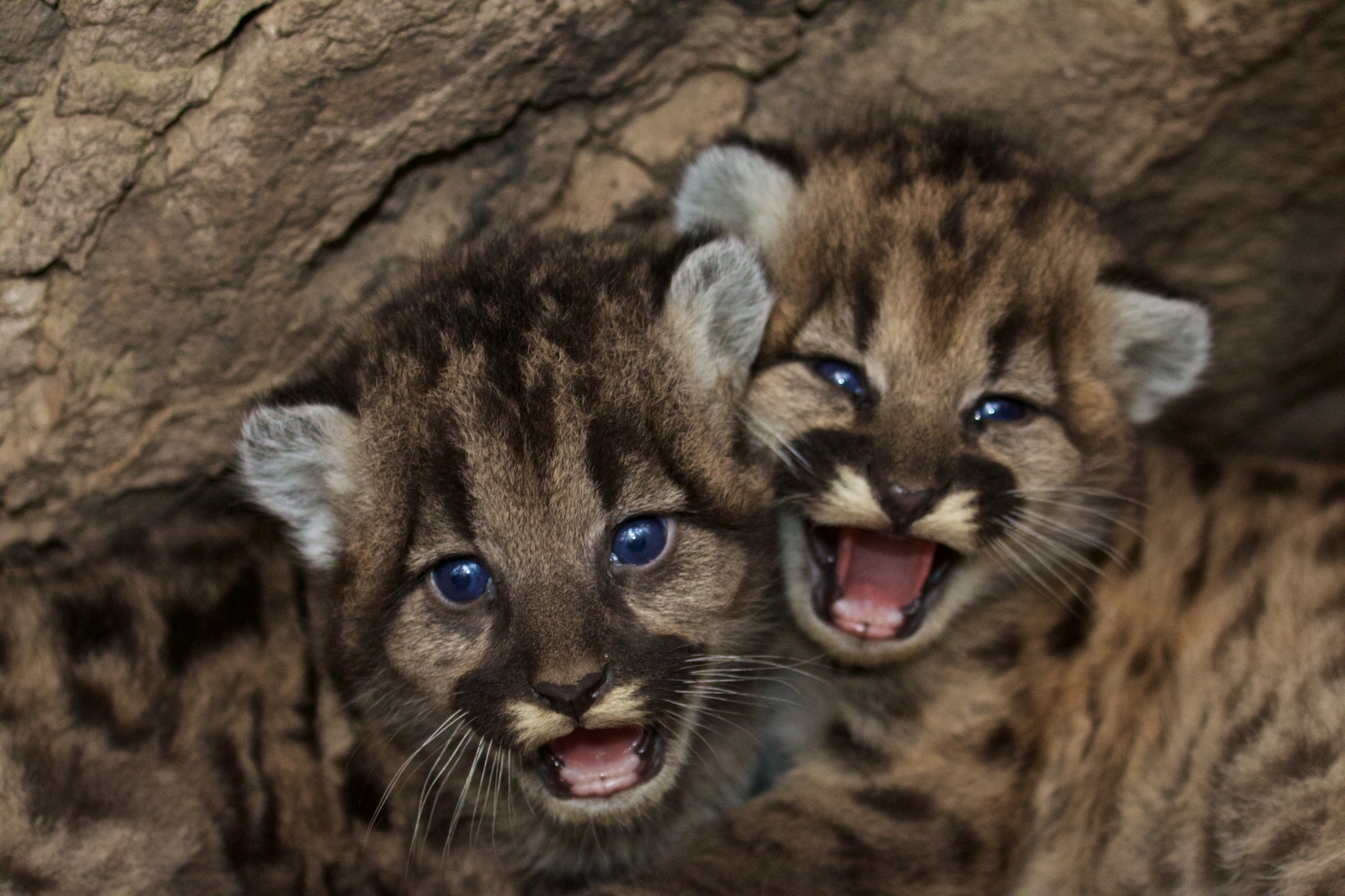 Mountain Lion Kittens Born in Santa Monica Mountains - Santa Monica ...