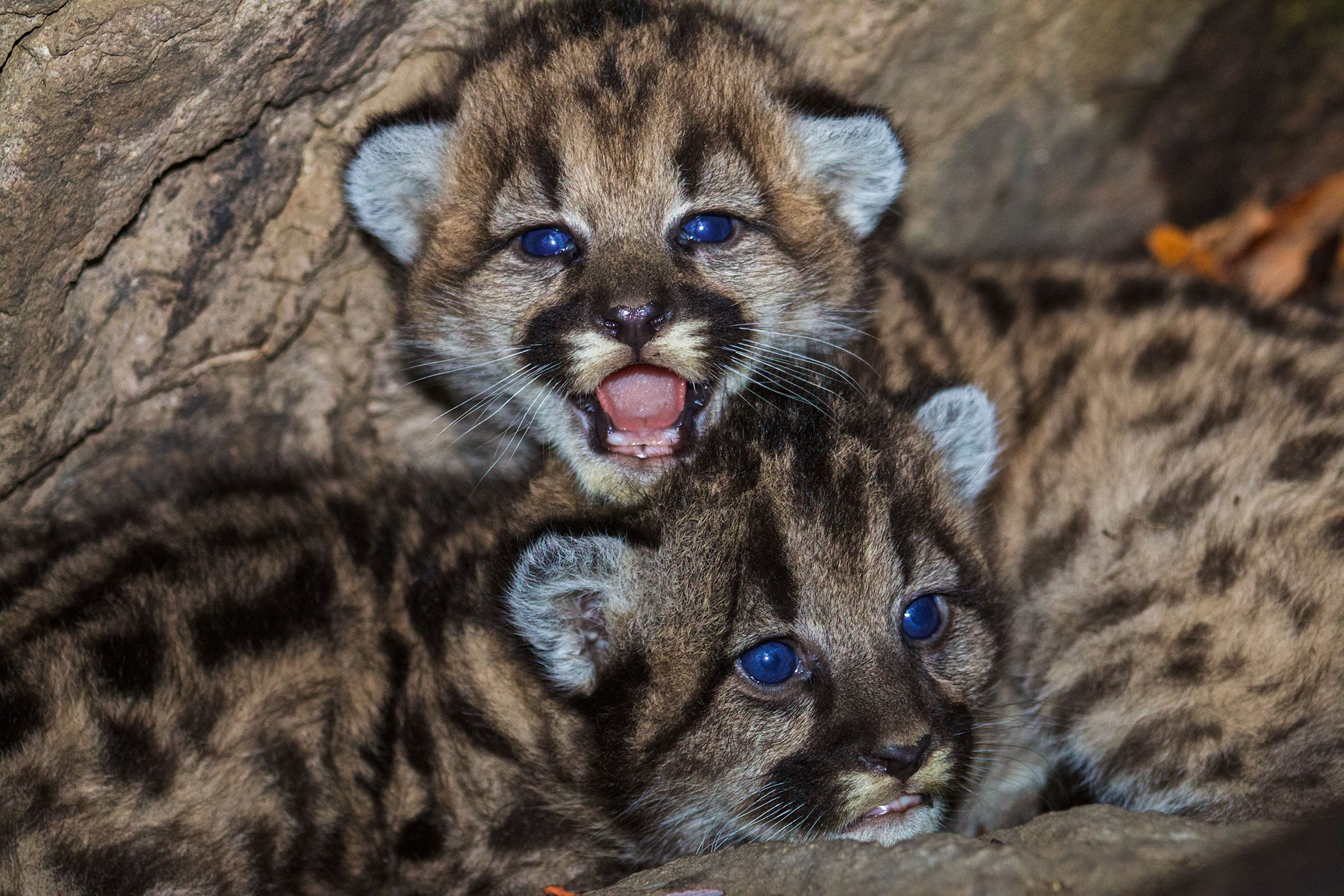 Adorable Mountain Lion Kittens Found Near Los Angeles