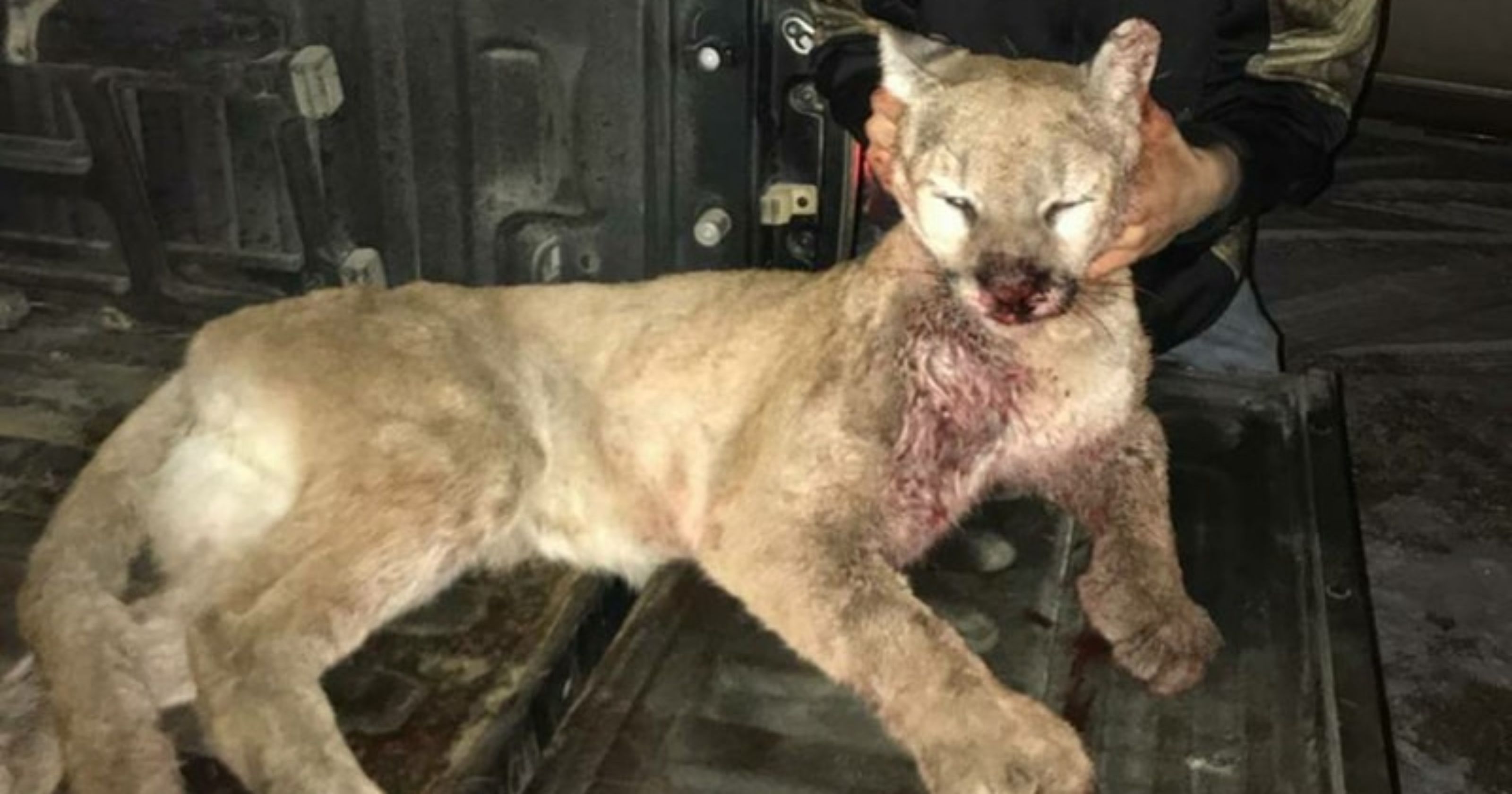 Iowa hunting: Jacob Altena kills mountain lion near Akron