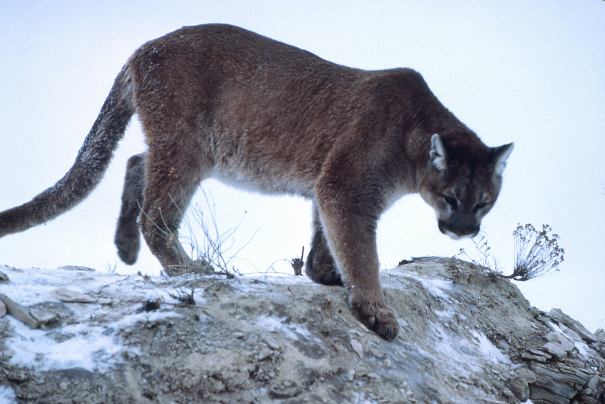 File:Mountain-lion-01623.jpg - Wikimedia Commons