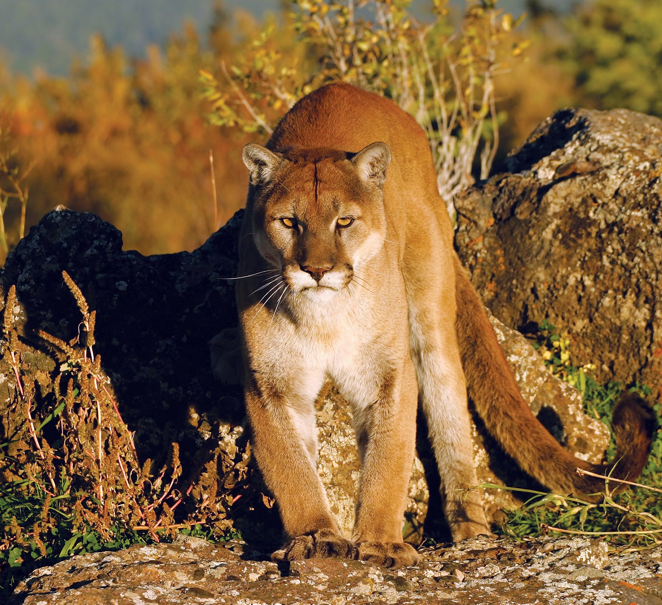 Mountain lion - WildEarth Guardians