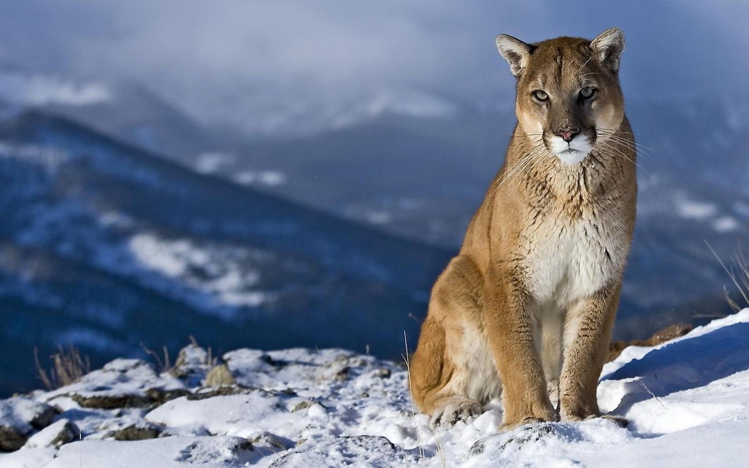 Mountain Lion Closures – UPDATED - Montana Hunting and Fishing ...