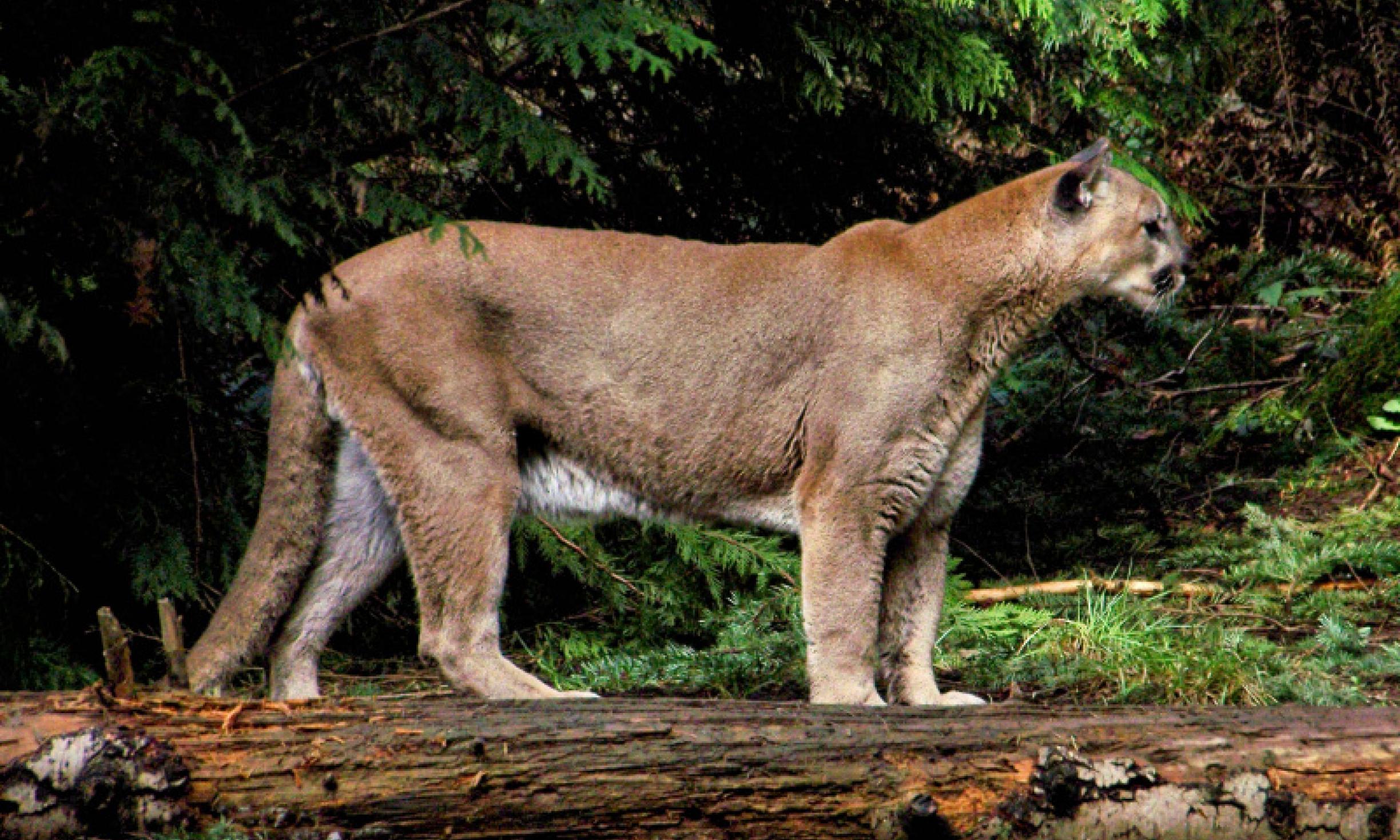 Mountain Lion Tracks | Wilderness Awareness School