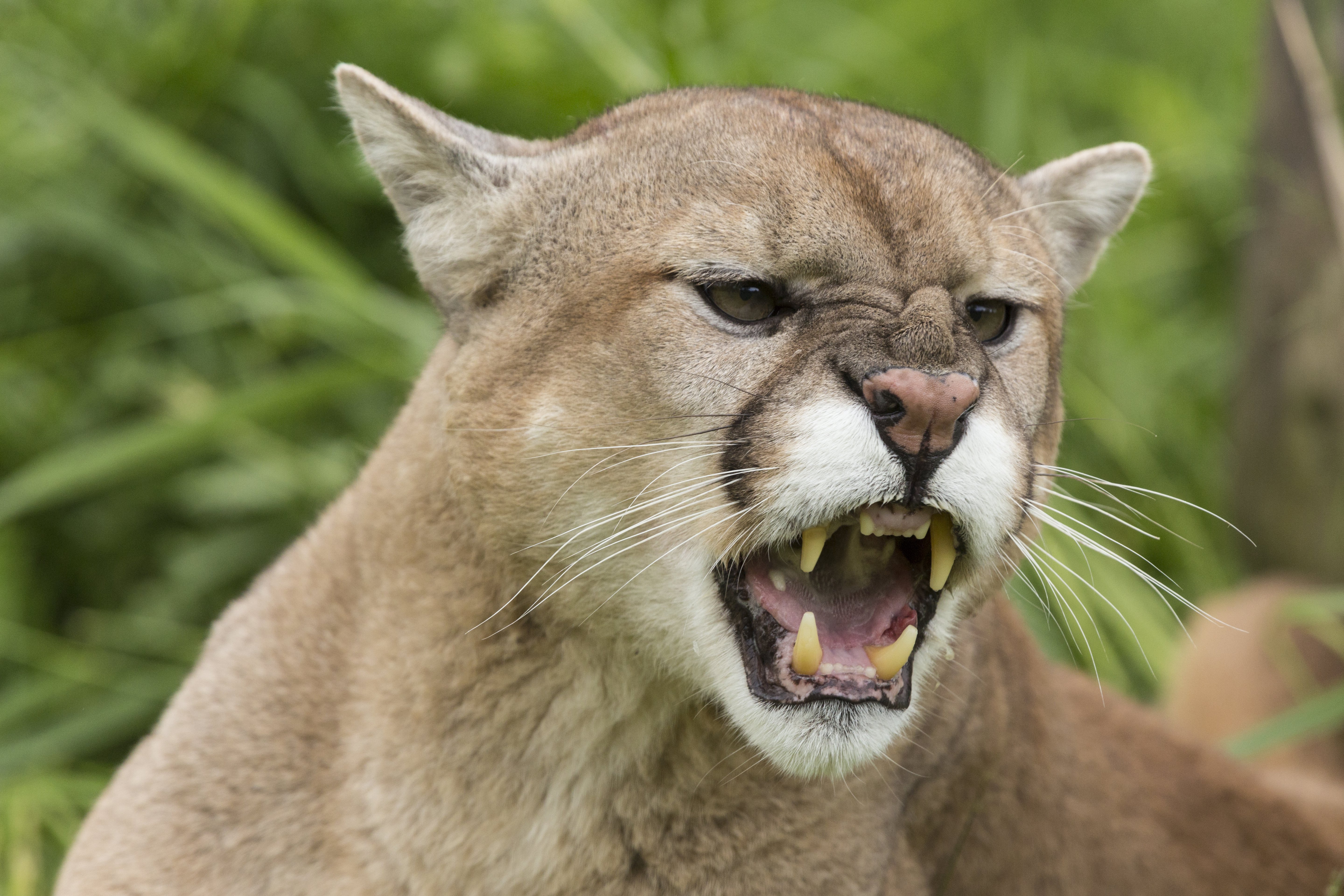 Idaho Mountain Lion Hurts Girl: Tips for If You're Attacked | Time