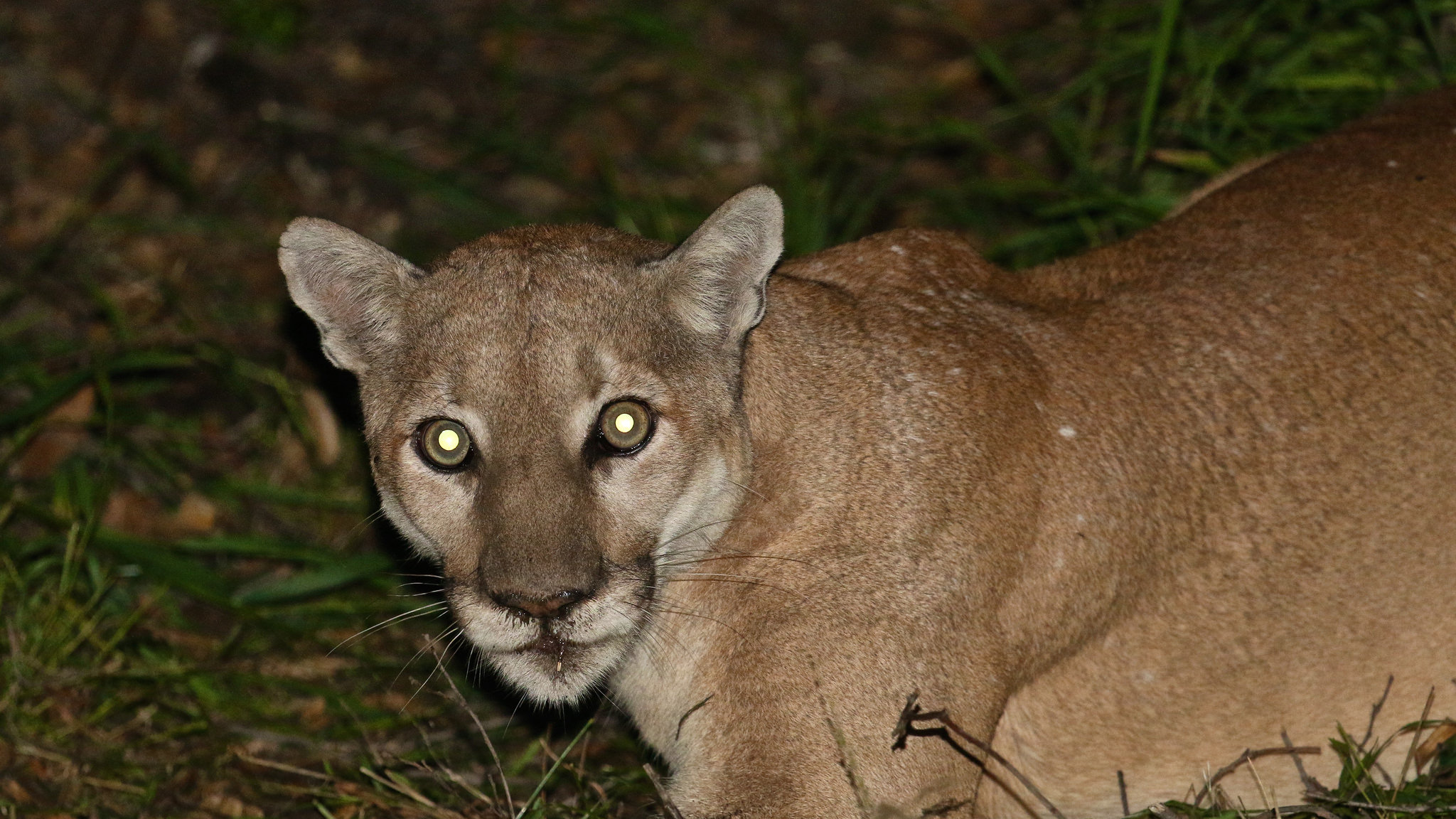 Mountain lions are popping up all over the Bay Area