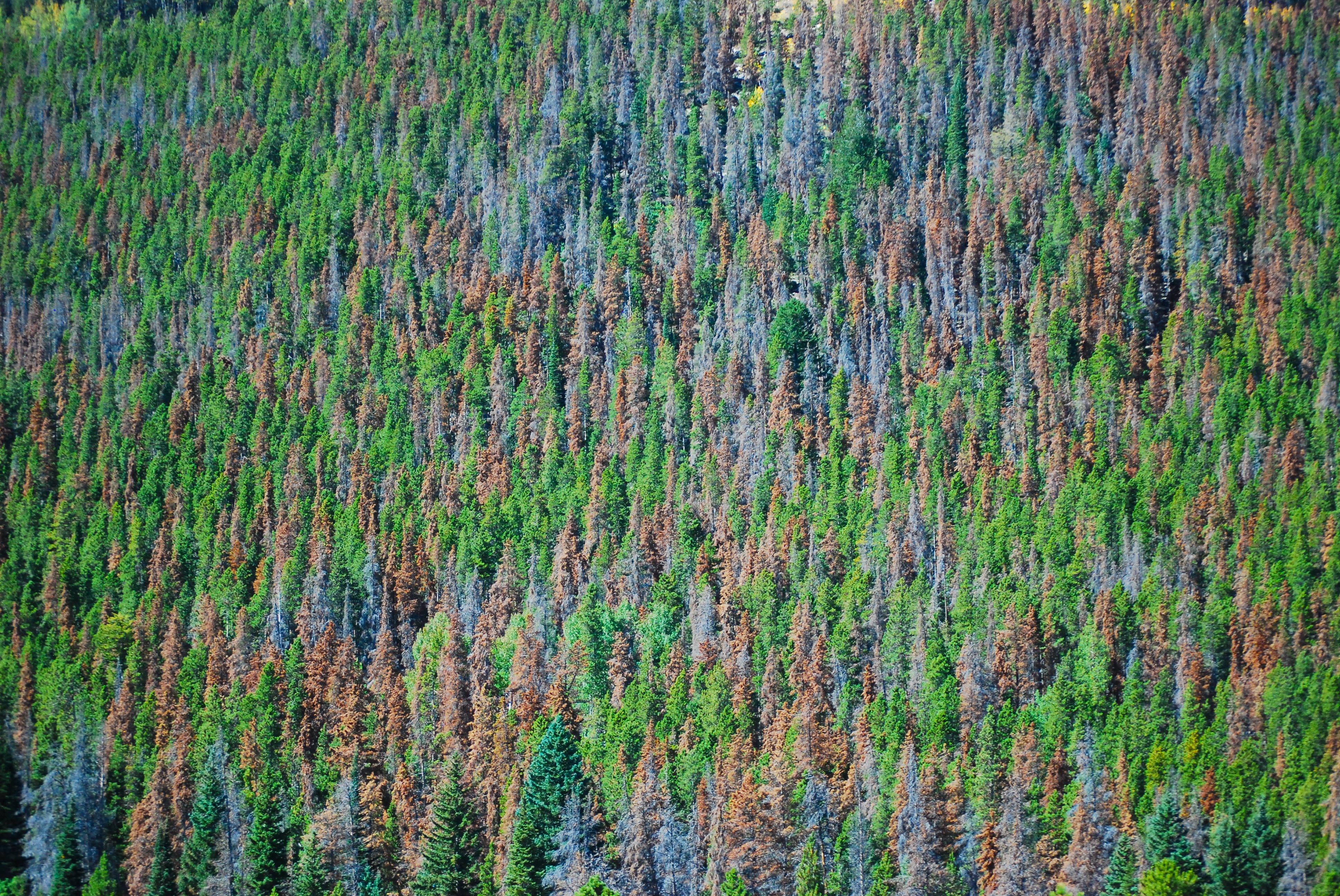 Mountain pine beetle damage photo