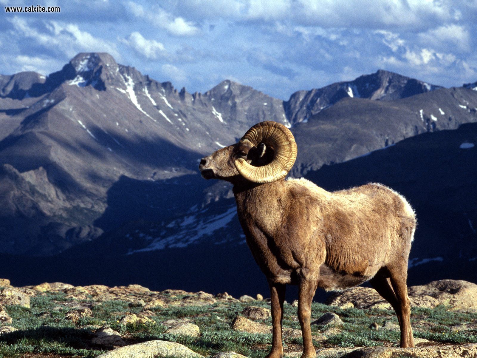 Animals: Big Horn Ram Rocky Mountain National Park Colorado, picture ...