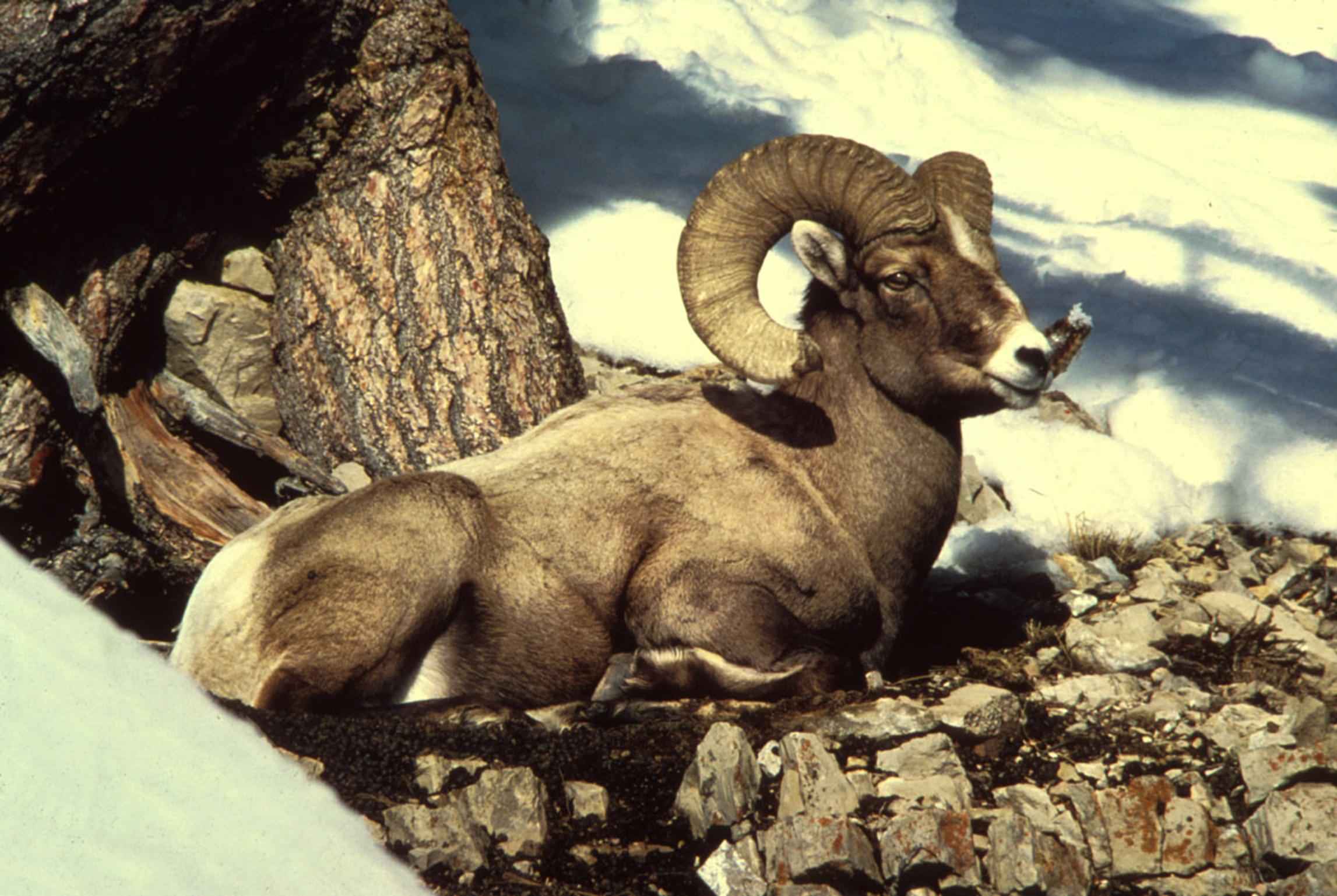 File:Rocky mountain bighorn sheep ram male buck animal.jpg ...