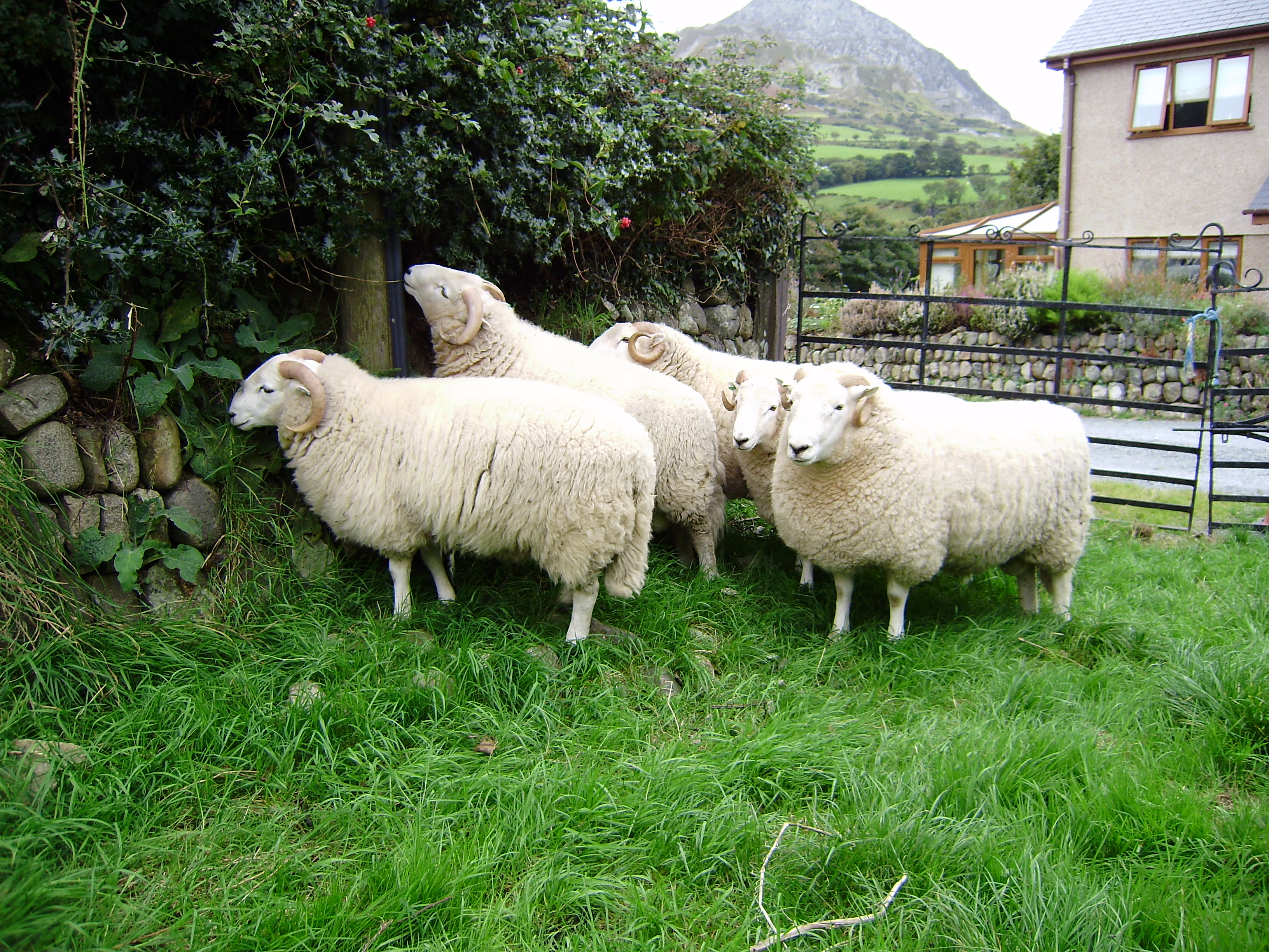 Welsh Mountain Sheep Society (Pedigree Section)