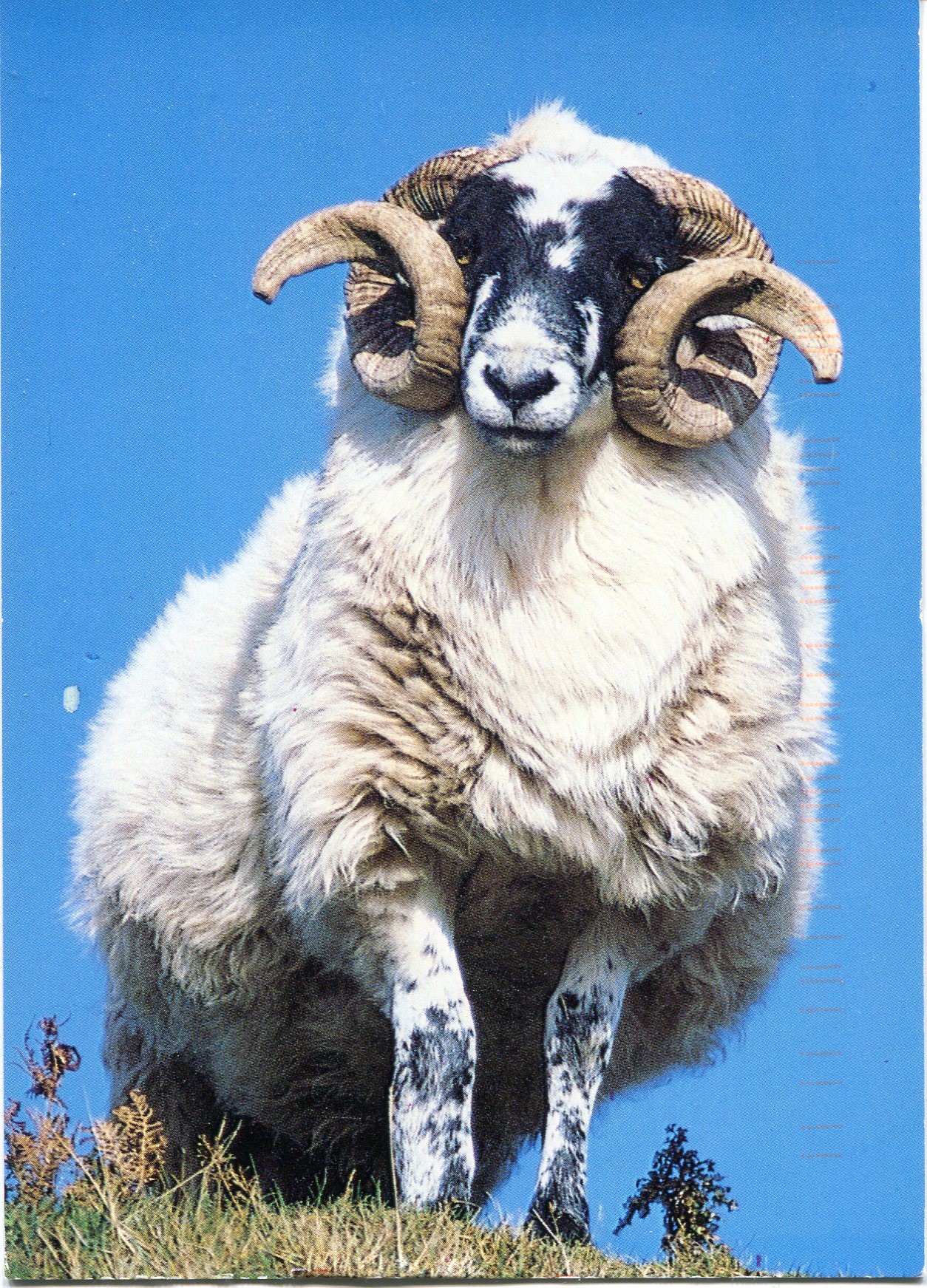Hardy Mountain Sheep | Remembering Letters and Postcards