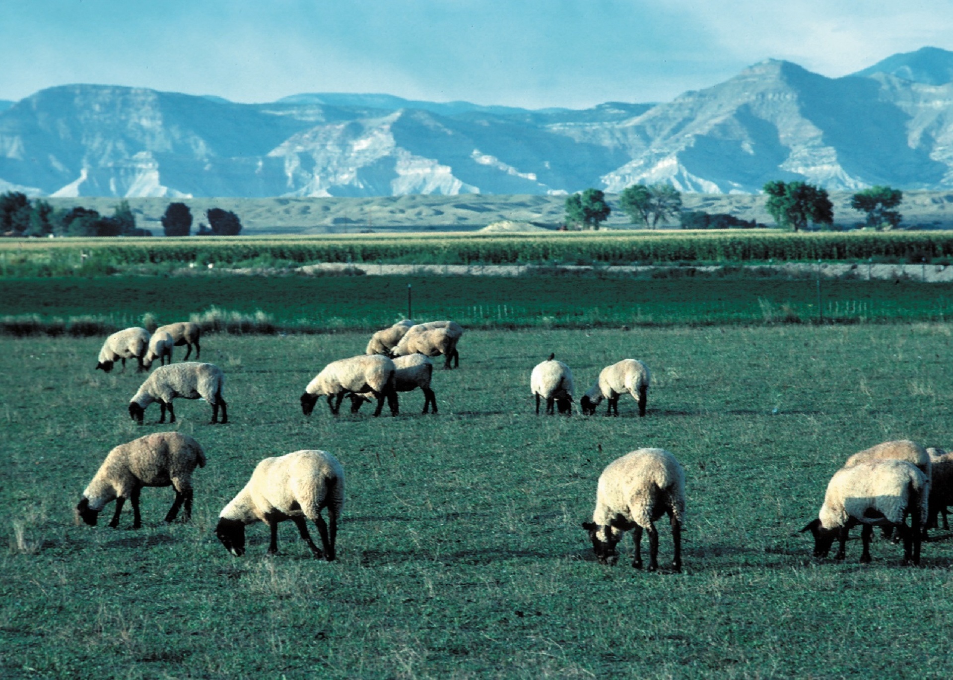 Mountain Sheeps, Animal, Herd, Landscape, Mountain, HQ Photo