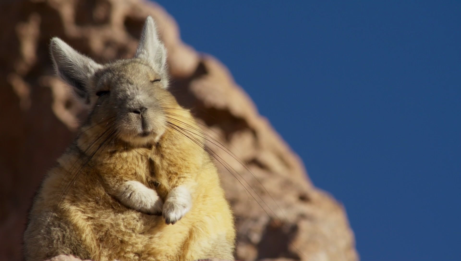Mountain Viscacha where have you been all my life? http://ift.tt ...