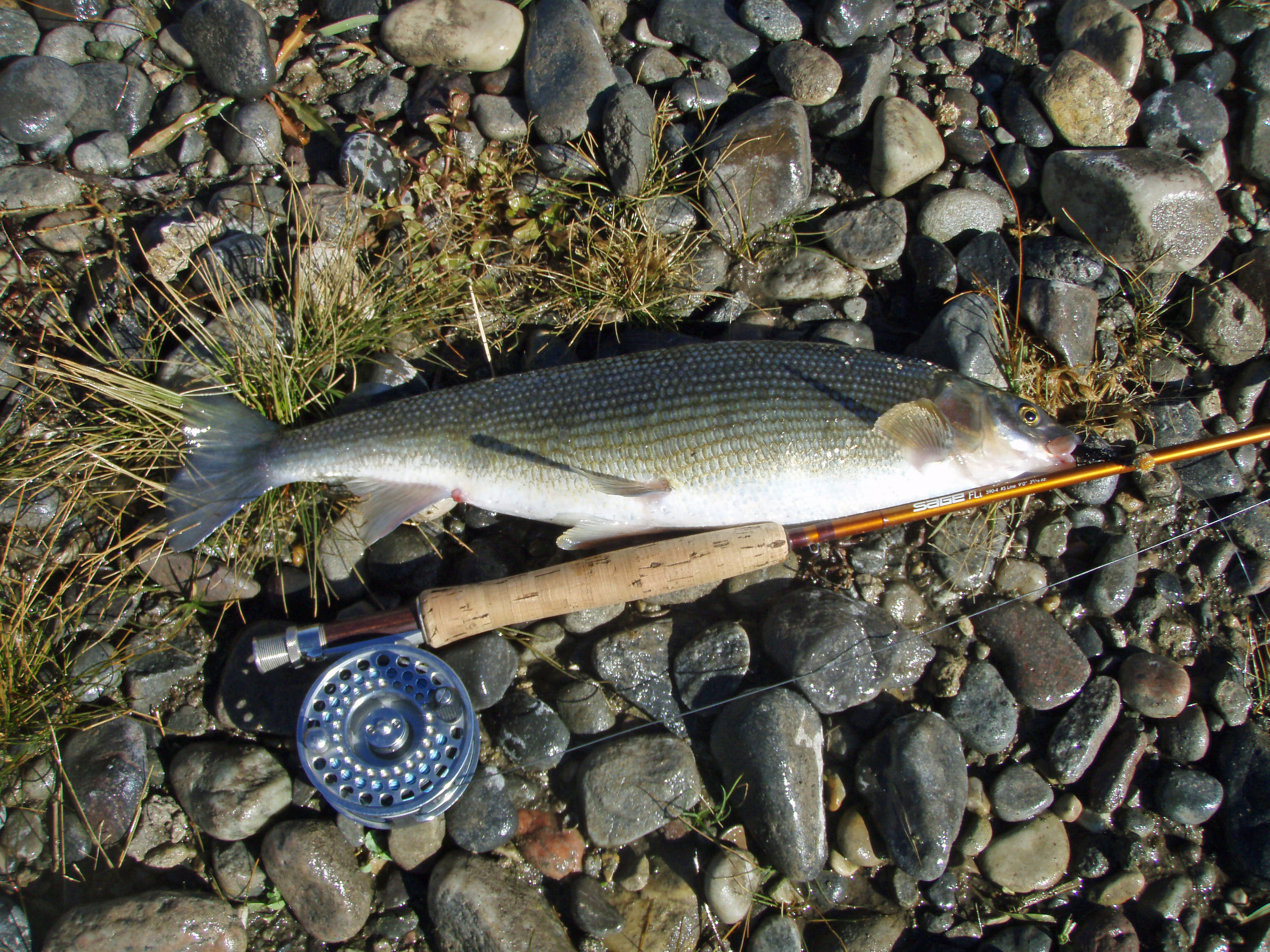 Mountain Whitefish (Prosopium williamsoni) | Idaho Fish and Game