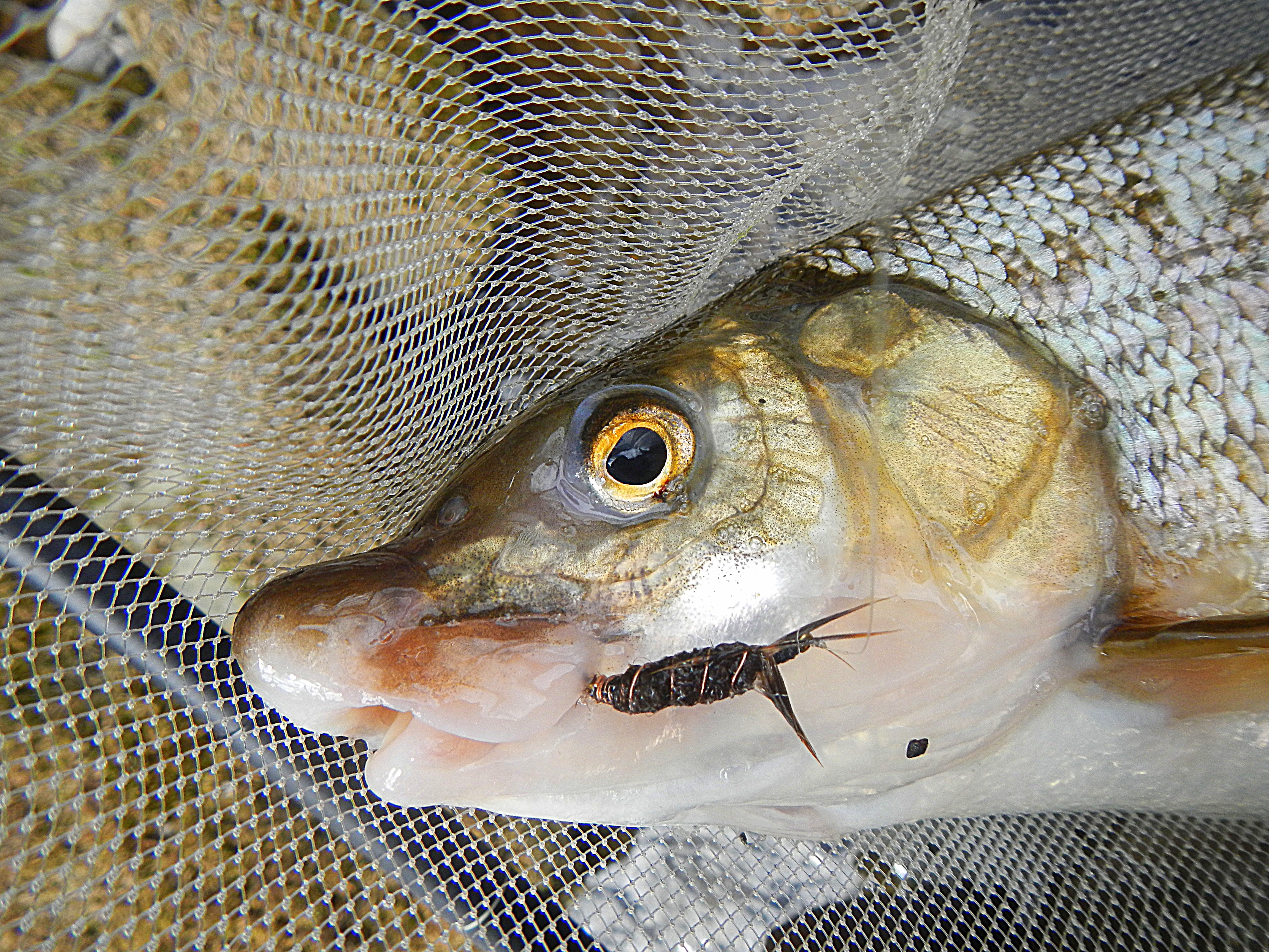 A Tale of Two Whitefish - Northwest Fishing Reports