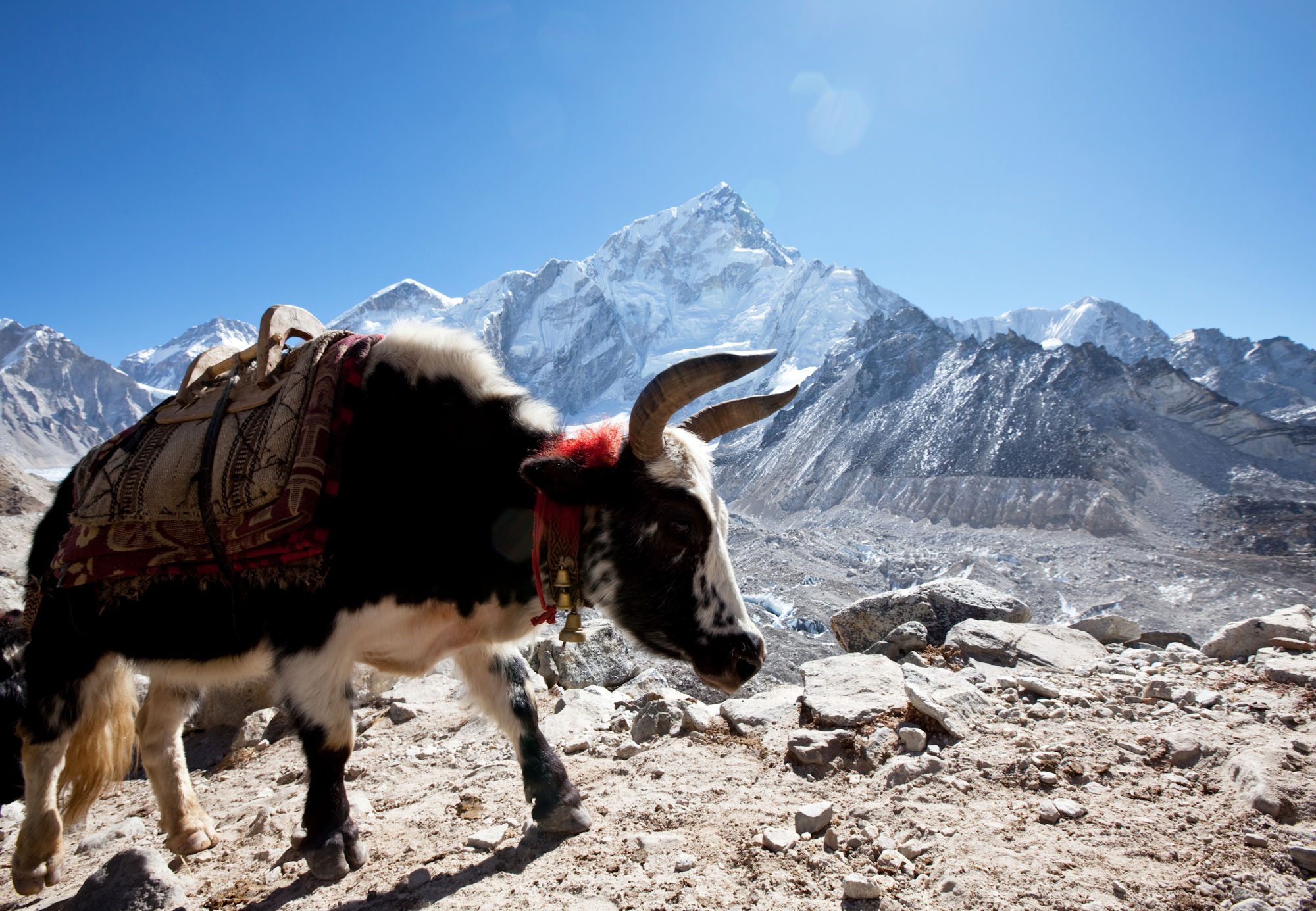 yak-mountain-climbing-nepal | Yampu Tours