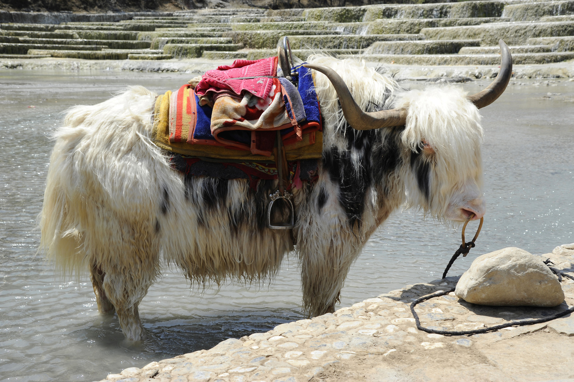 Jade Dragon Snow Mountain - Yak (1) | Lijiang | Pictures | China in ...