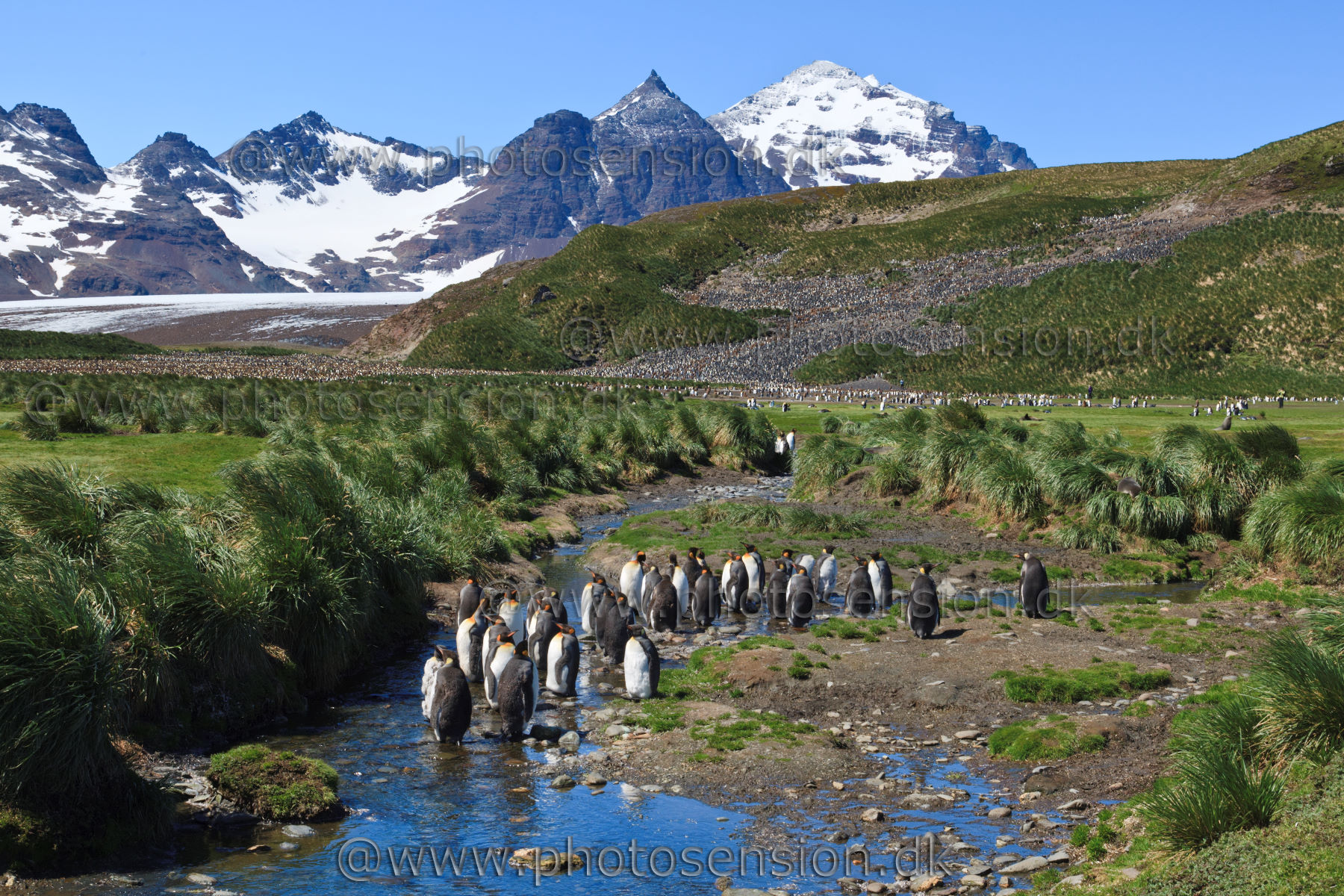 Moulting king penguins and mountains- South Georgia Island
