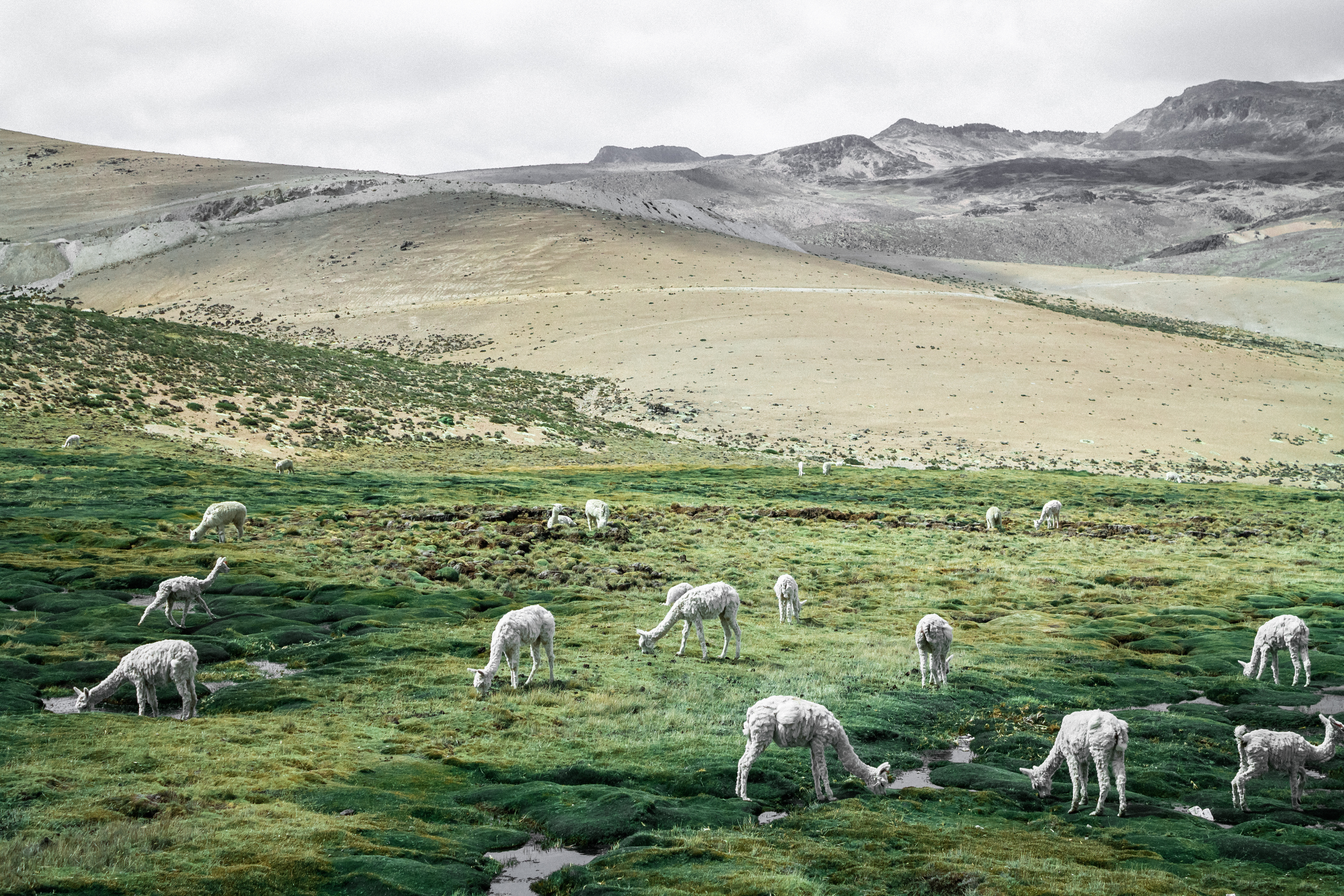 Free Images : landscape, mountain, field, hill, animal, valley, herd ...