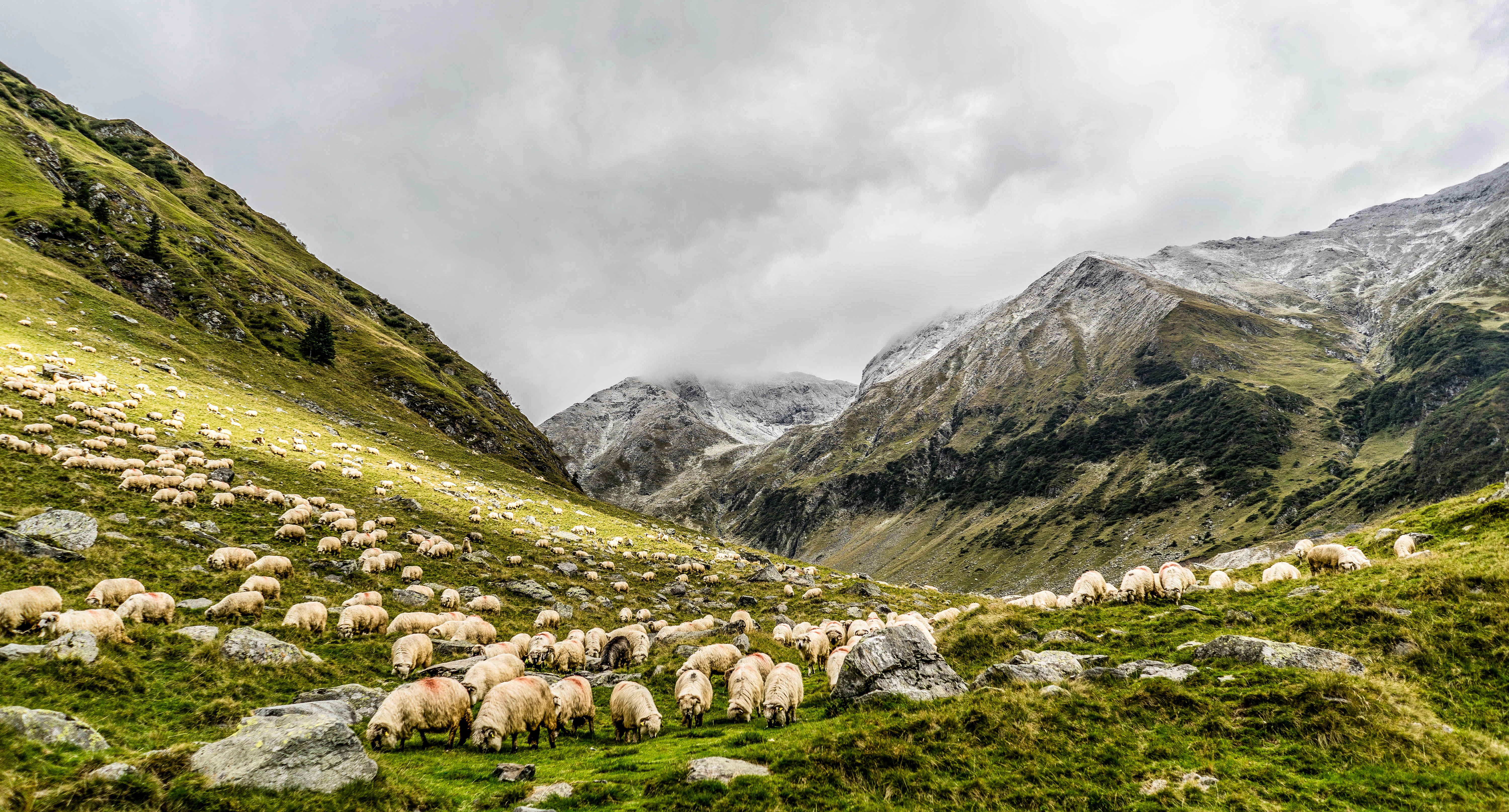 Herd and Pasture with Sheep and mountains landscape image - Free ...