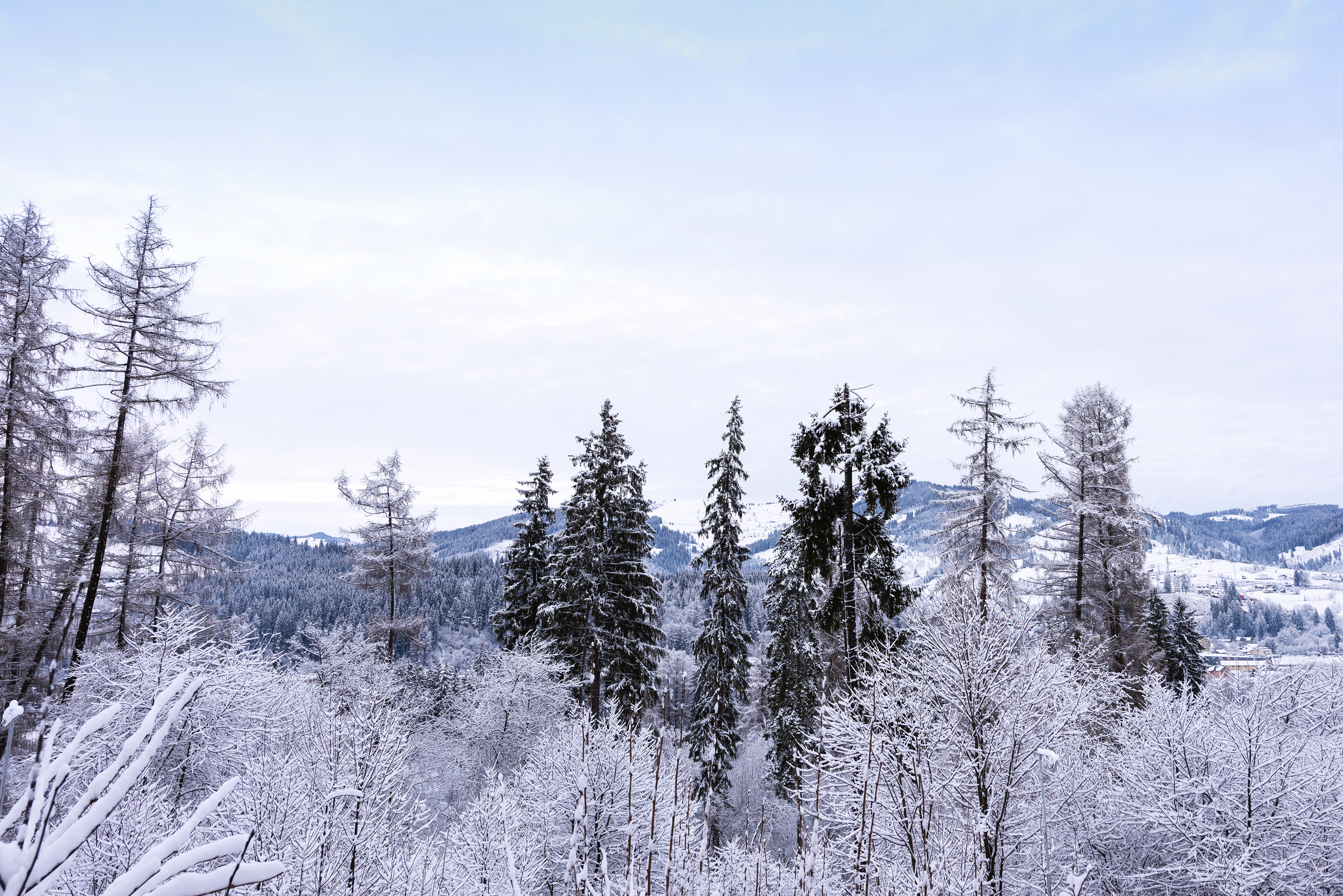 Mountains view with frozen forest and snow photo