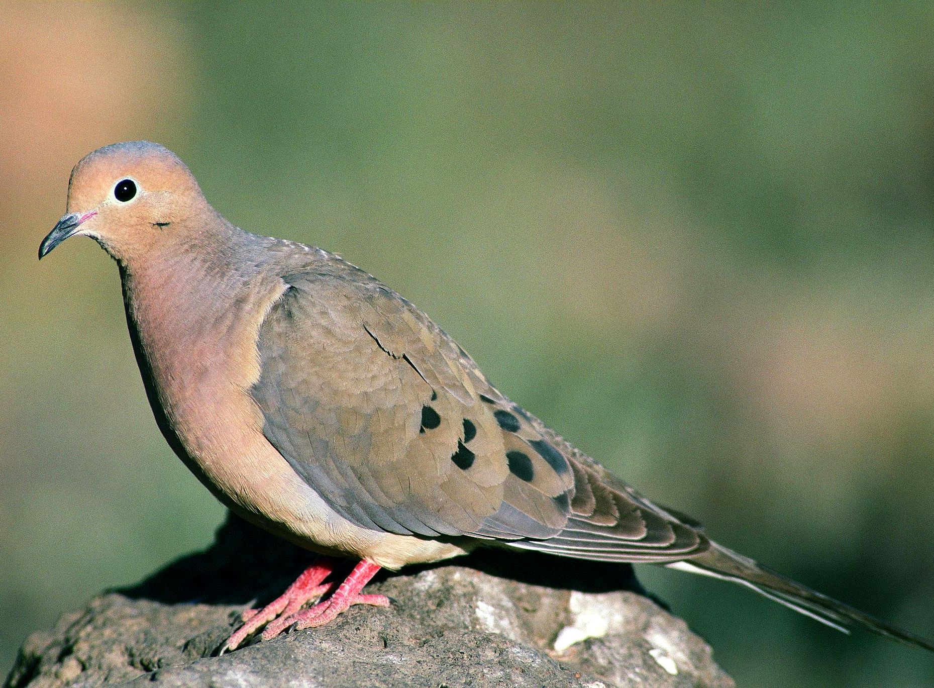 Bird Sounds and Songs of the Mourning Dove | The Old Farmer's Almanac