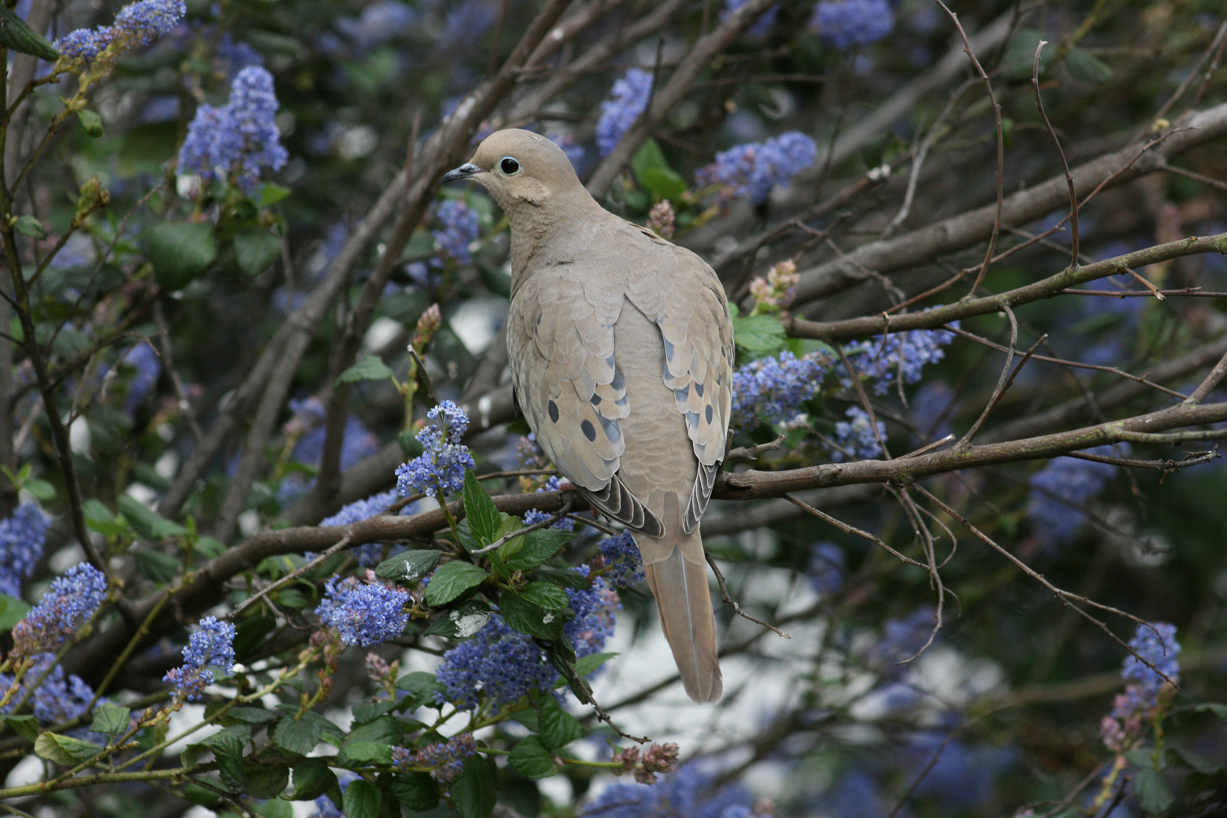 Mourning Dove | Audubon Field Guide