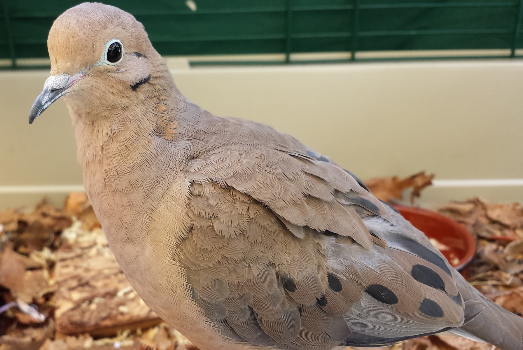 Mourning dove - Lindsay Wildlife Experience