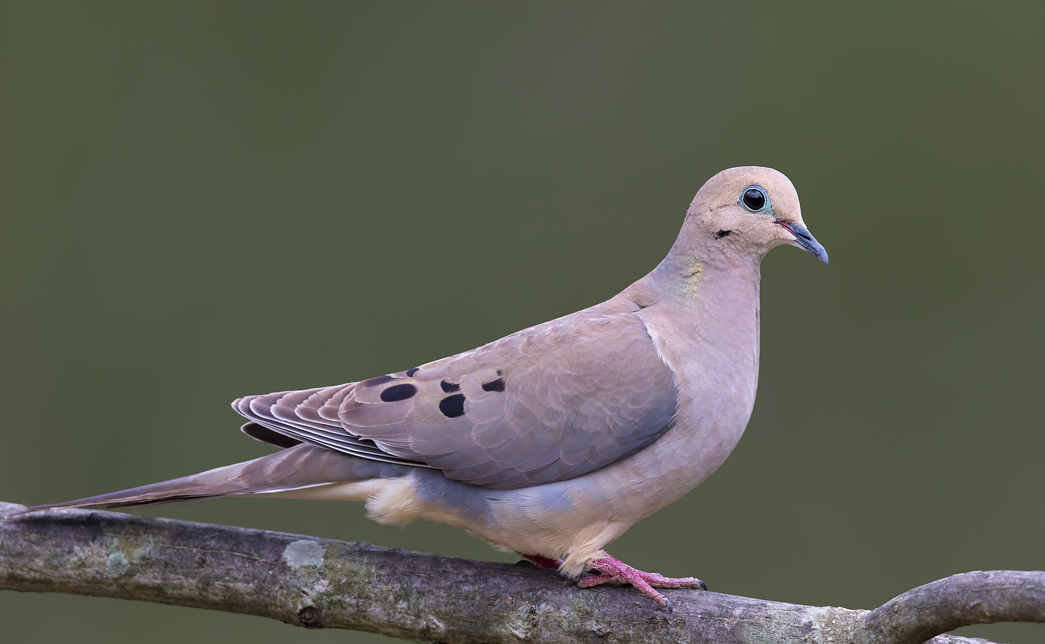 Mourning Dove | PGT Nature Garden