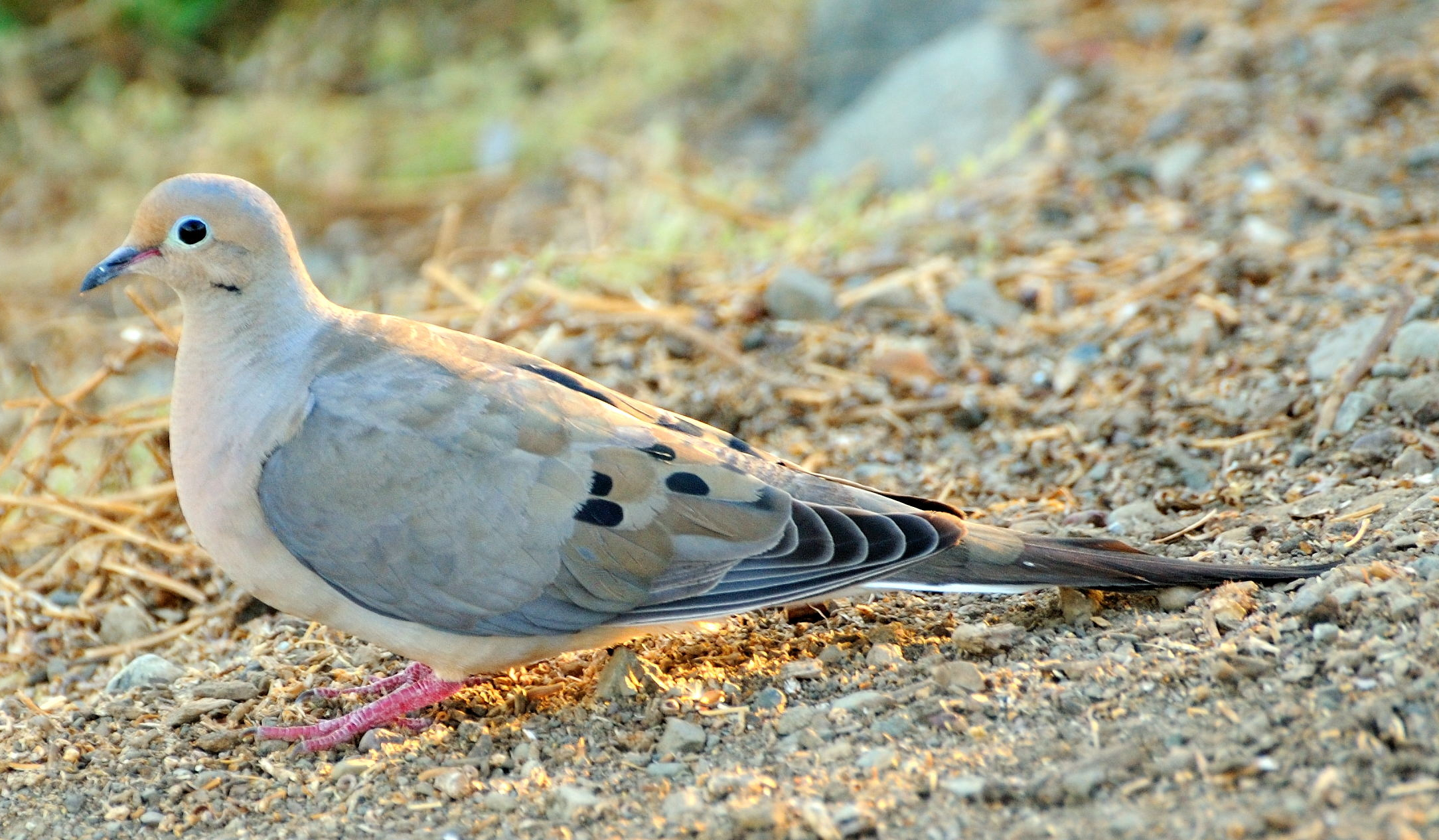 4 Strategies for a Better Dove Hunt - LiveOutdoors