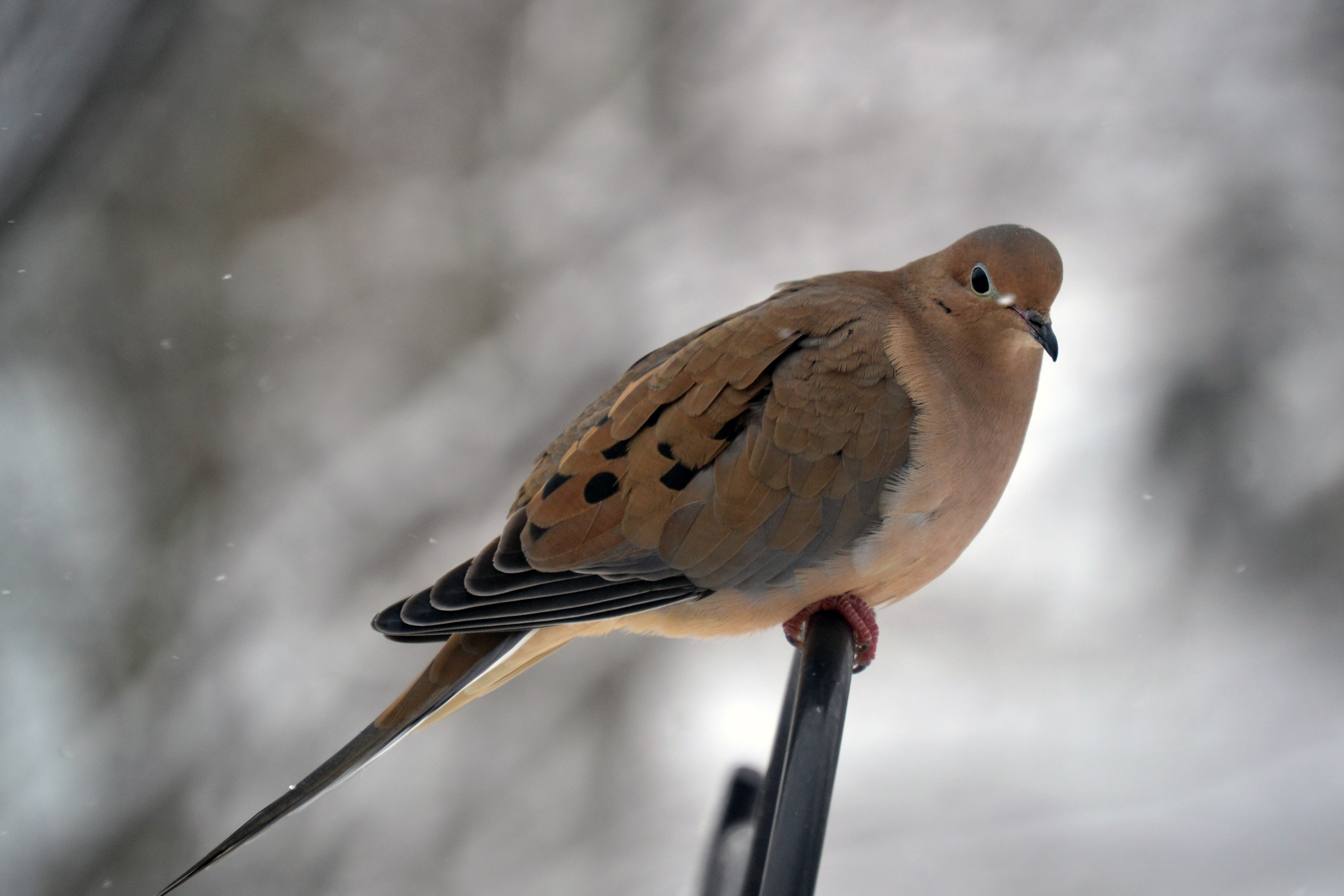 Mourning Dove | Birds of Pennsylvania