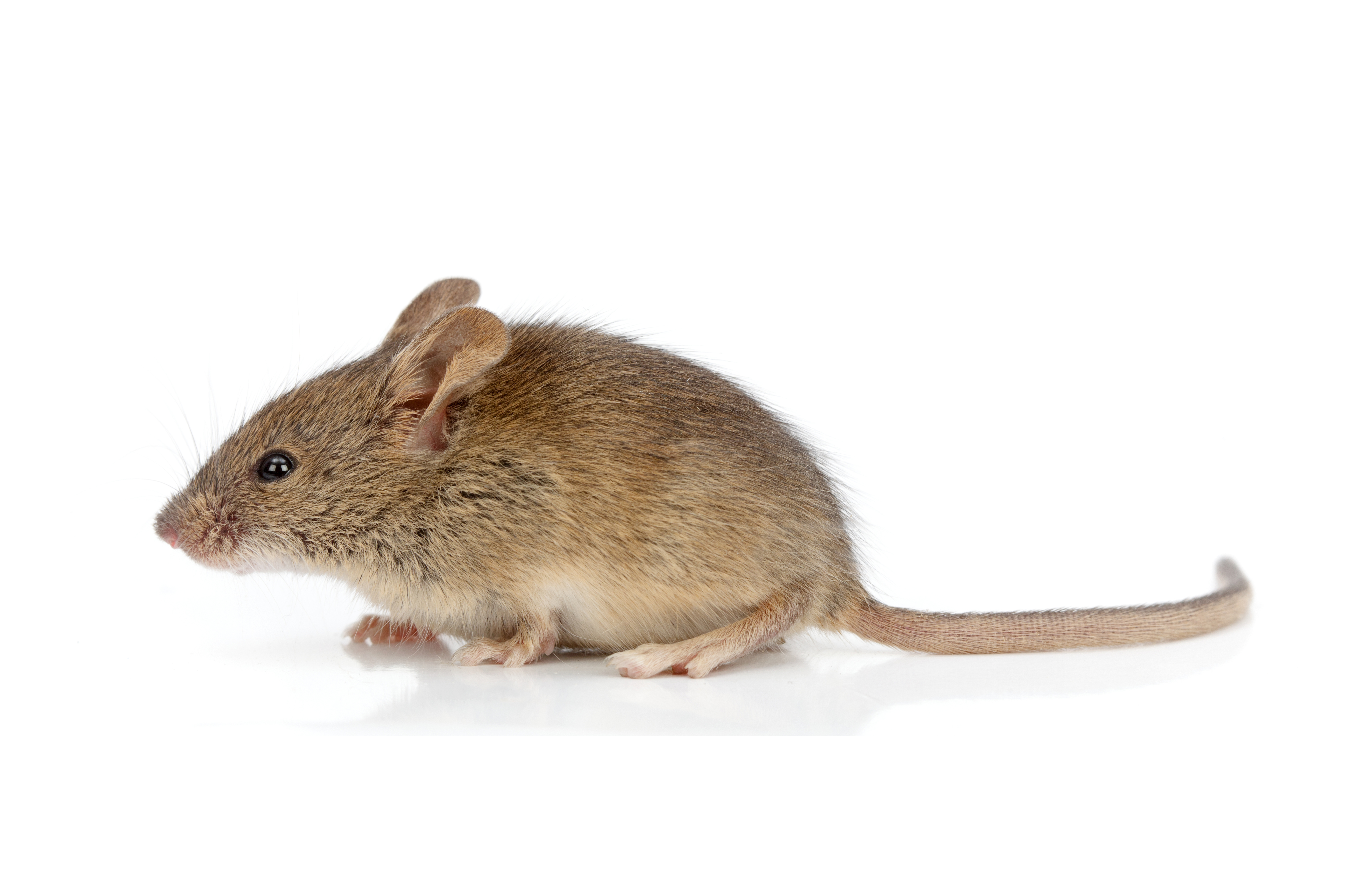 House Mouse, Mice, Removal, Exterminate, Poison, Thunder Bay, Ontario