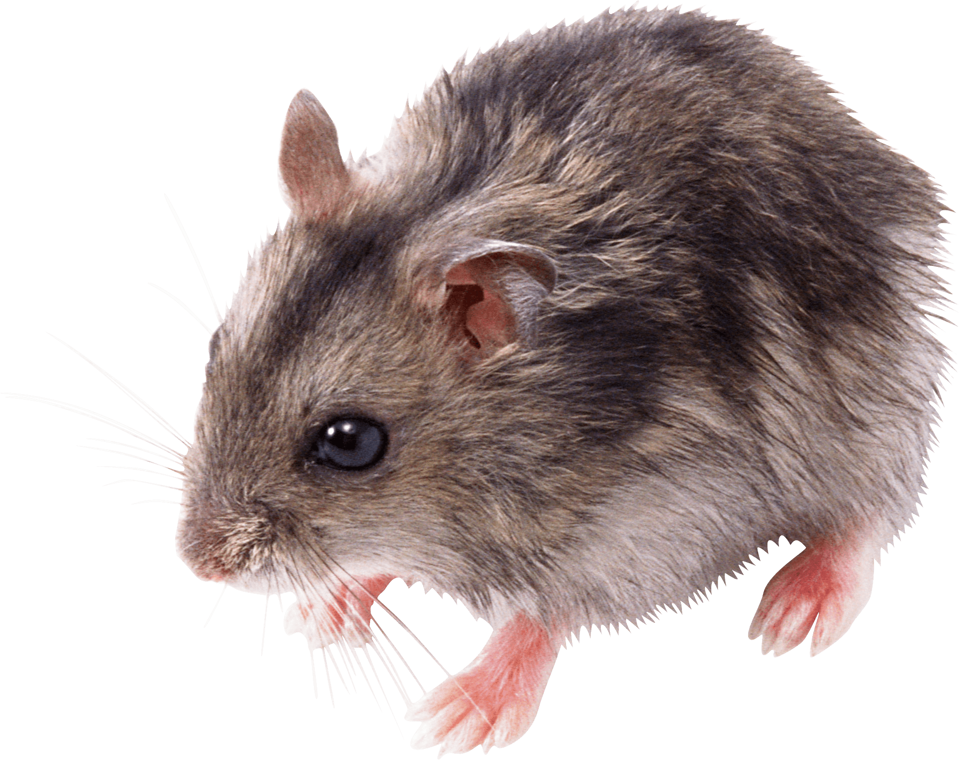 Cute Small Mouse transparent PNG - StickPNG