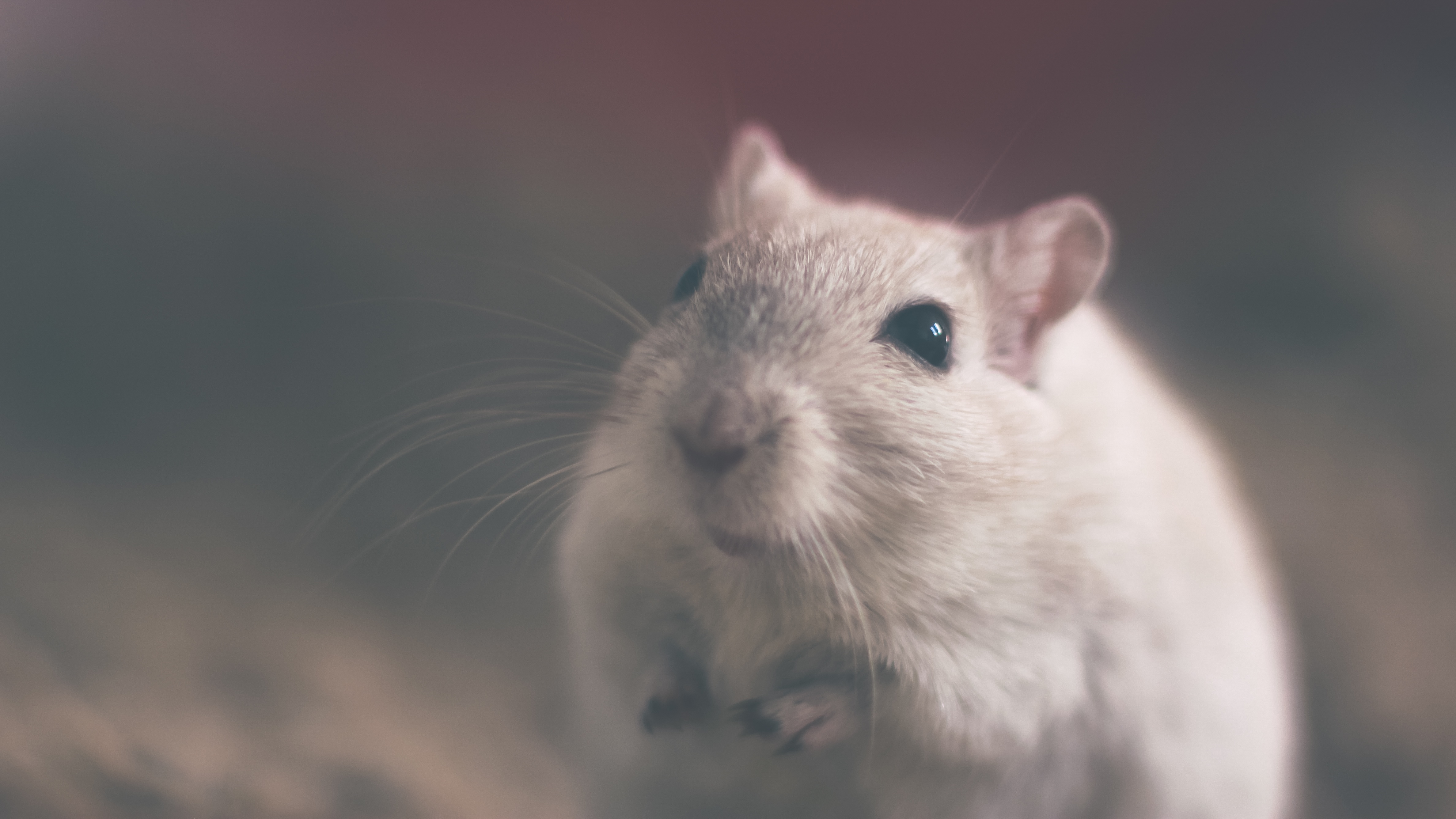 Mouse, Animal, Fast, Little, Nature, HQ Photo
