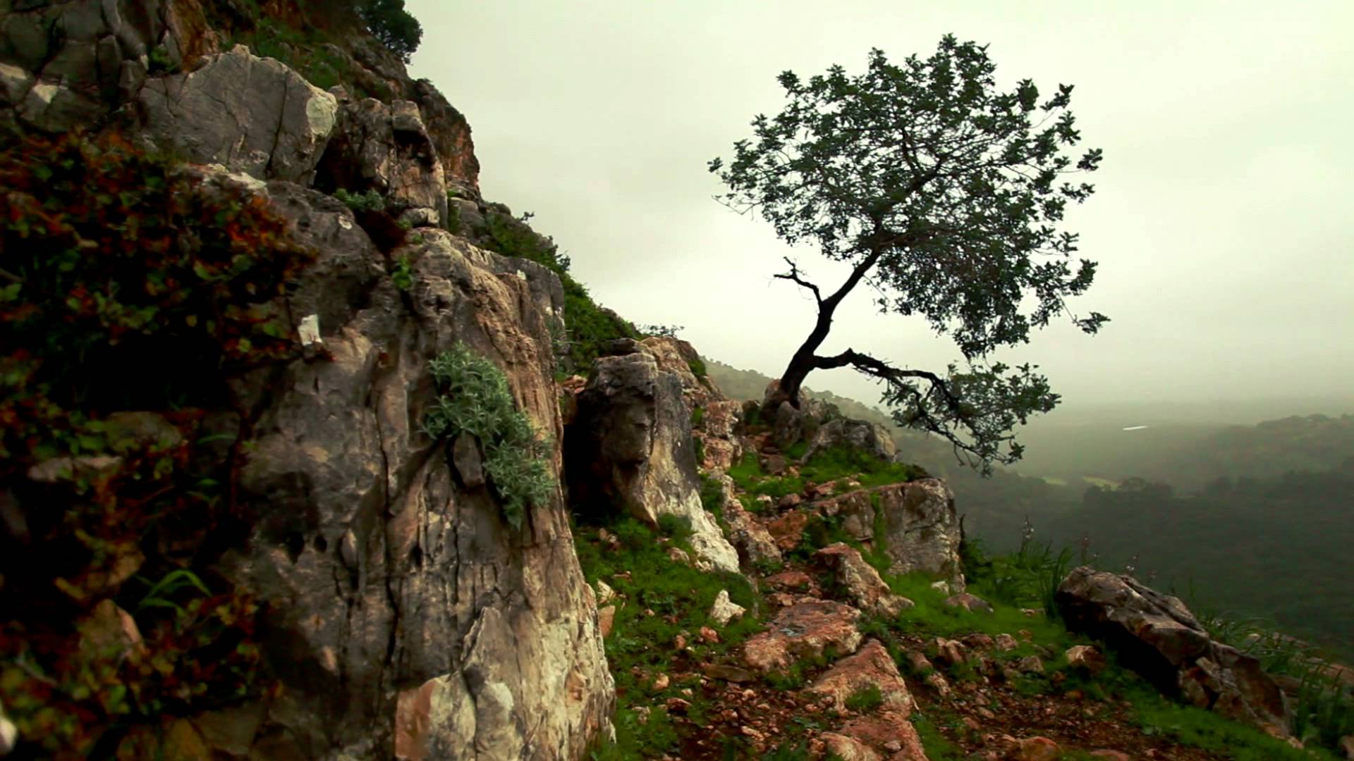 Stock Footage of a lone tree on a rocky mountainside in Israel ...