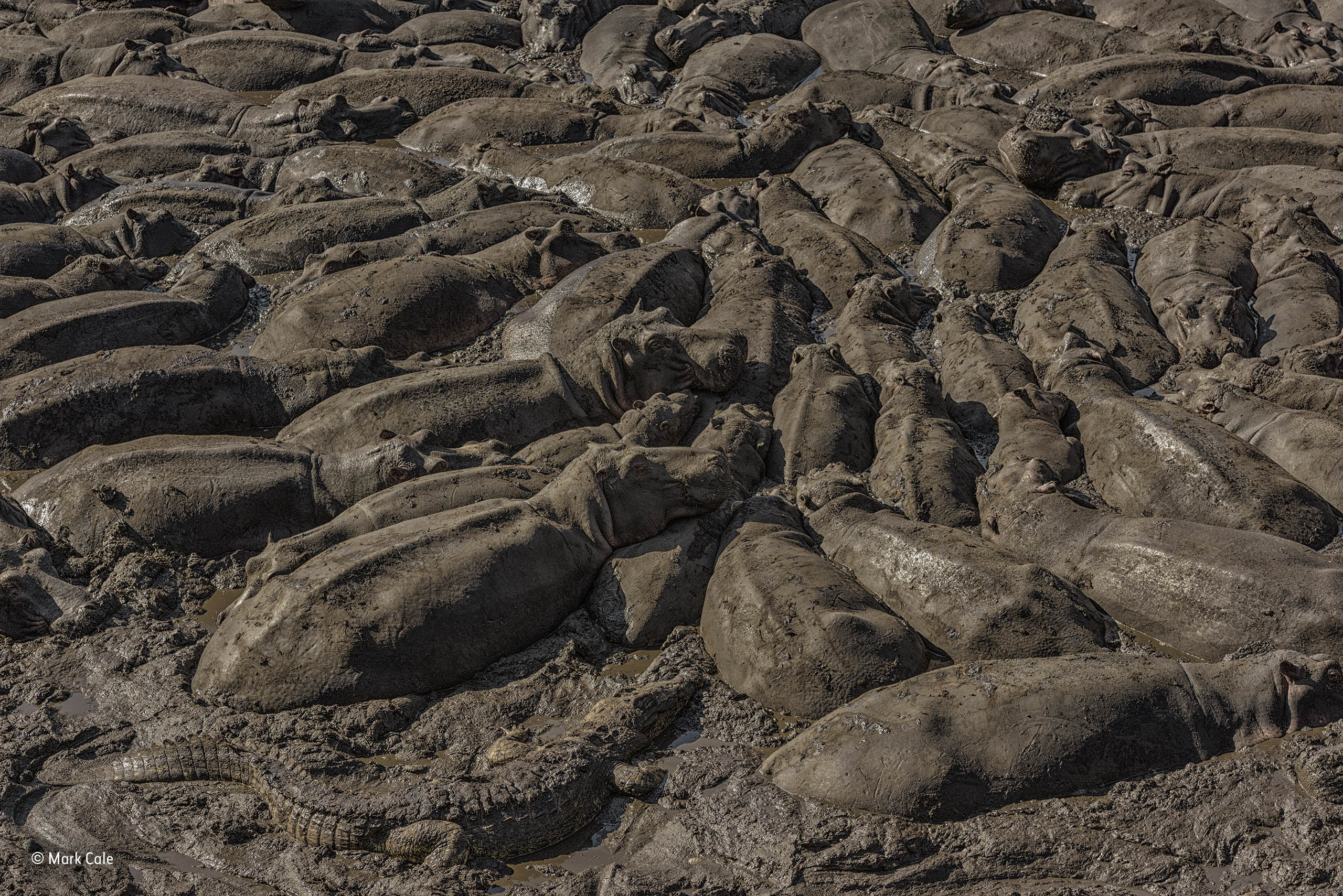 The mud crowd | Mark Cale | Animals in their Environment | Wildlife ...