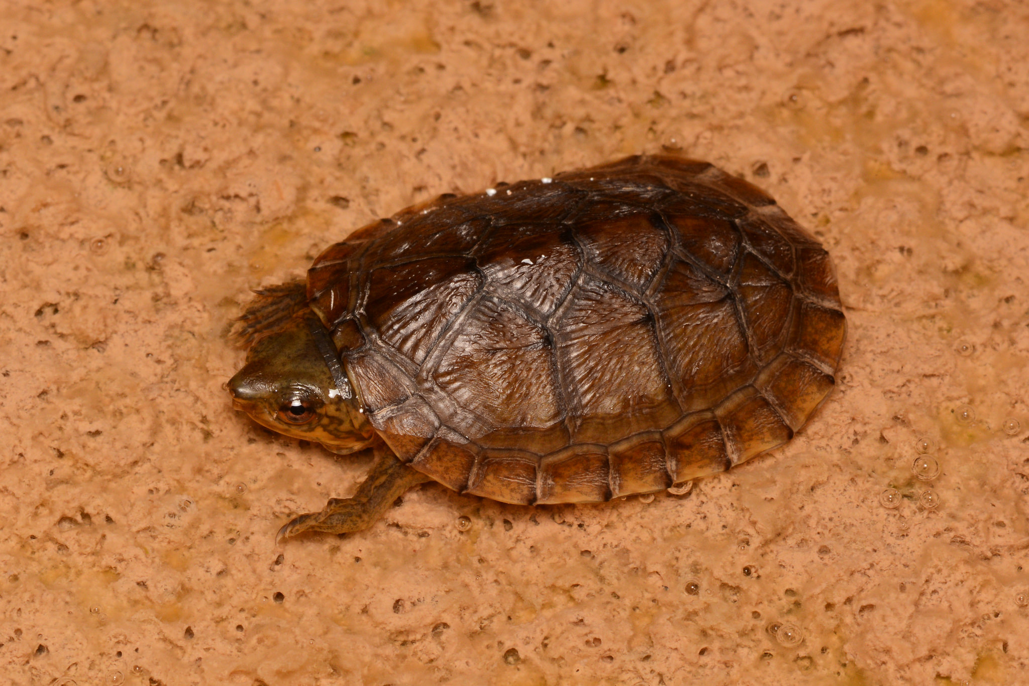 Creaser's mud turtle - Wikipedia