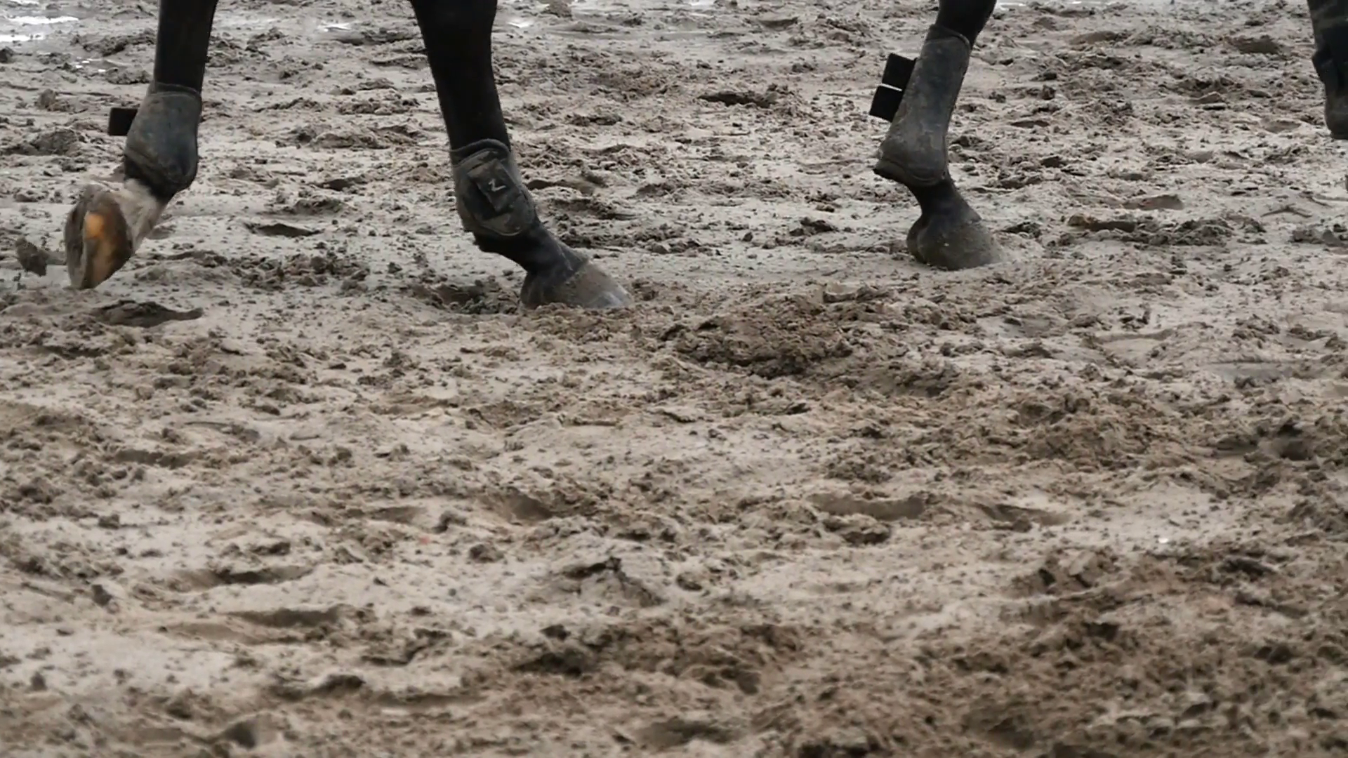 Foot of horse walking on mud. Close up of legs walking kicking up ...