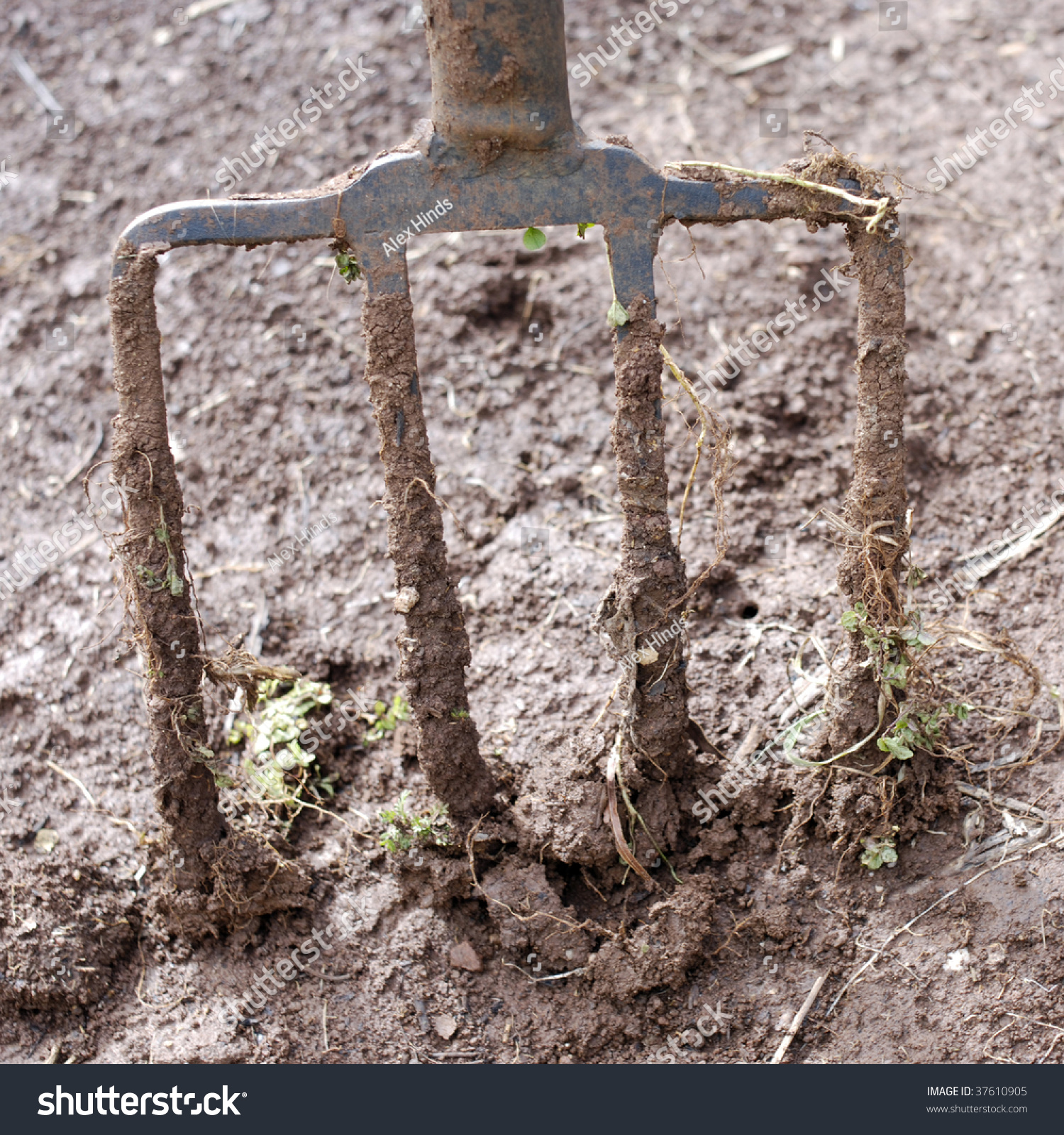 Well Used Muddy Garden Fork Wet Stock Photo (Edit Now)- Shutterstock