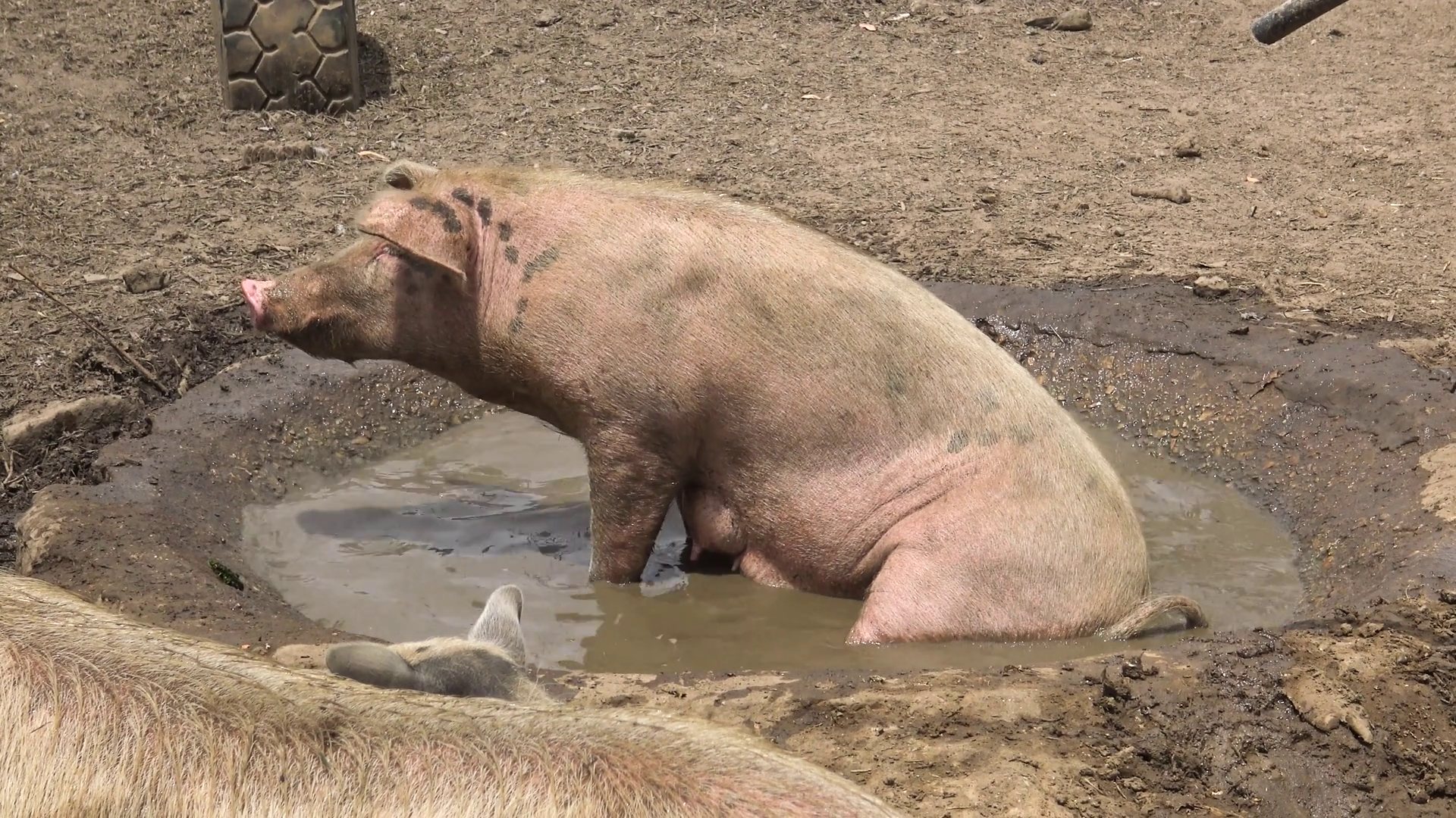 A large farm pig sits in a pool of muddy water to cool off. Stock ...