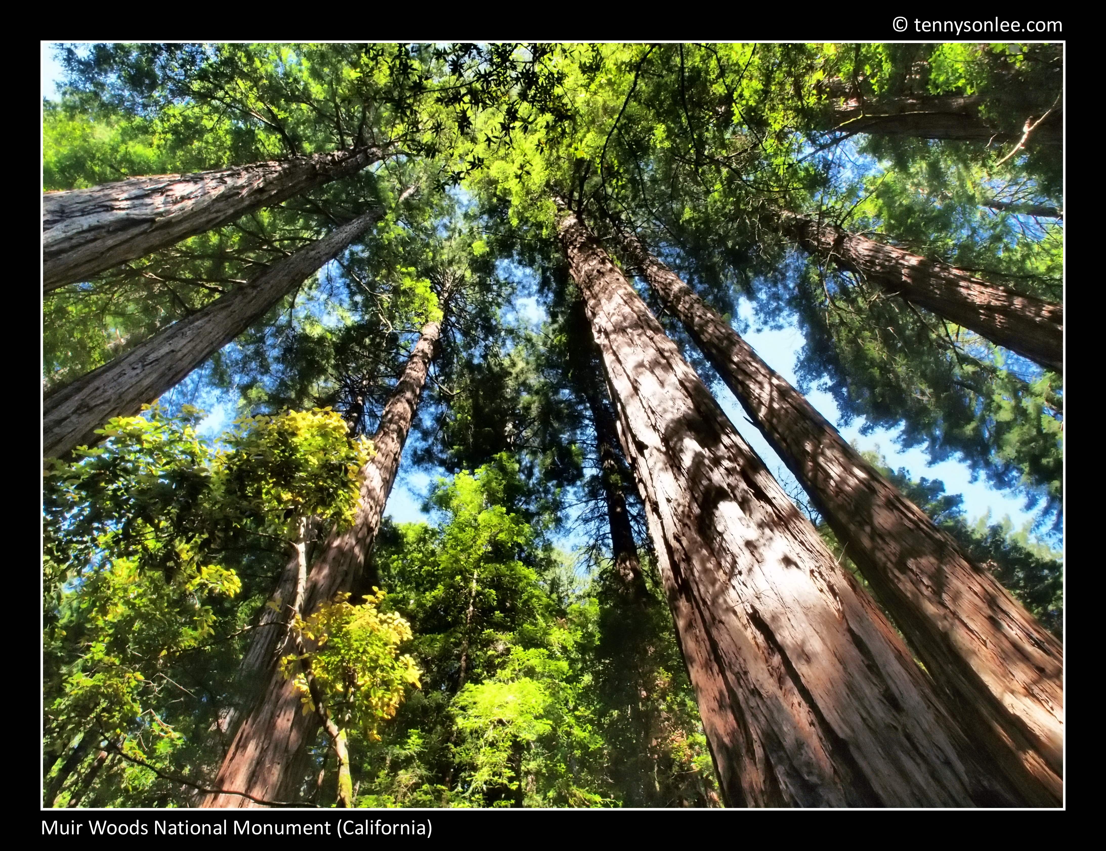 Impressions of redwood at Muir Woods | Present Moment