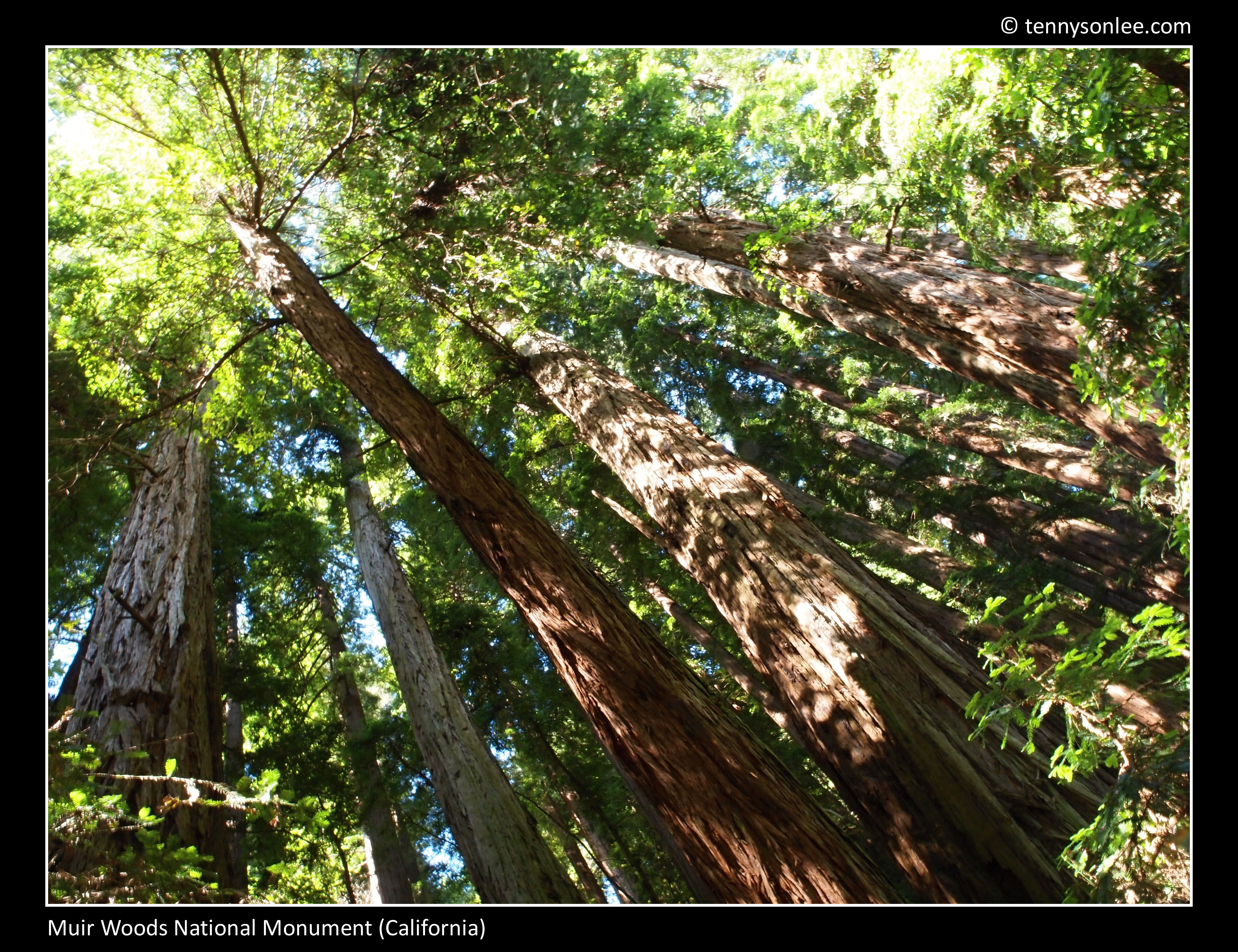 Impressions of redwood at Muir Woods | Present Moment