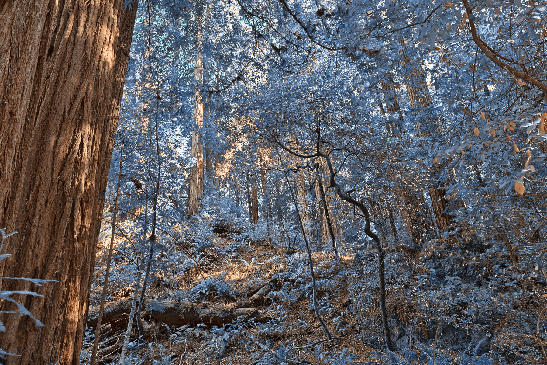 Muir Woods Scenery - Winter Blue HDR, America, Range, Sequoia, Sepia, HQ Photo