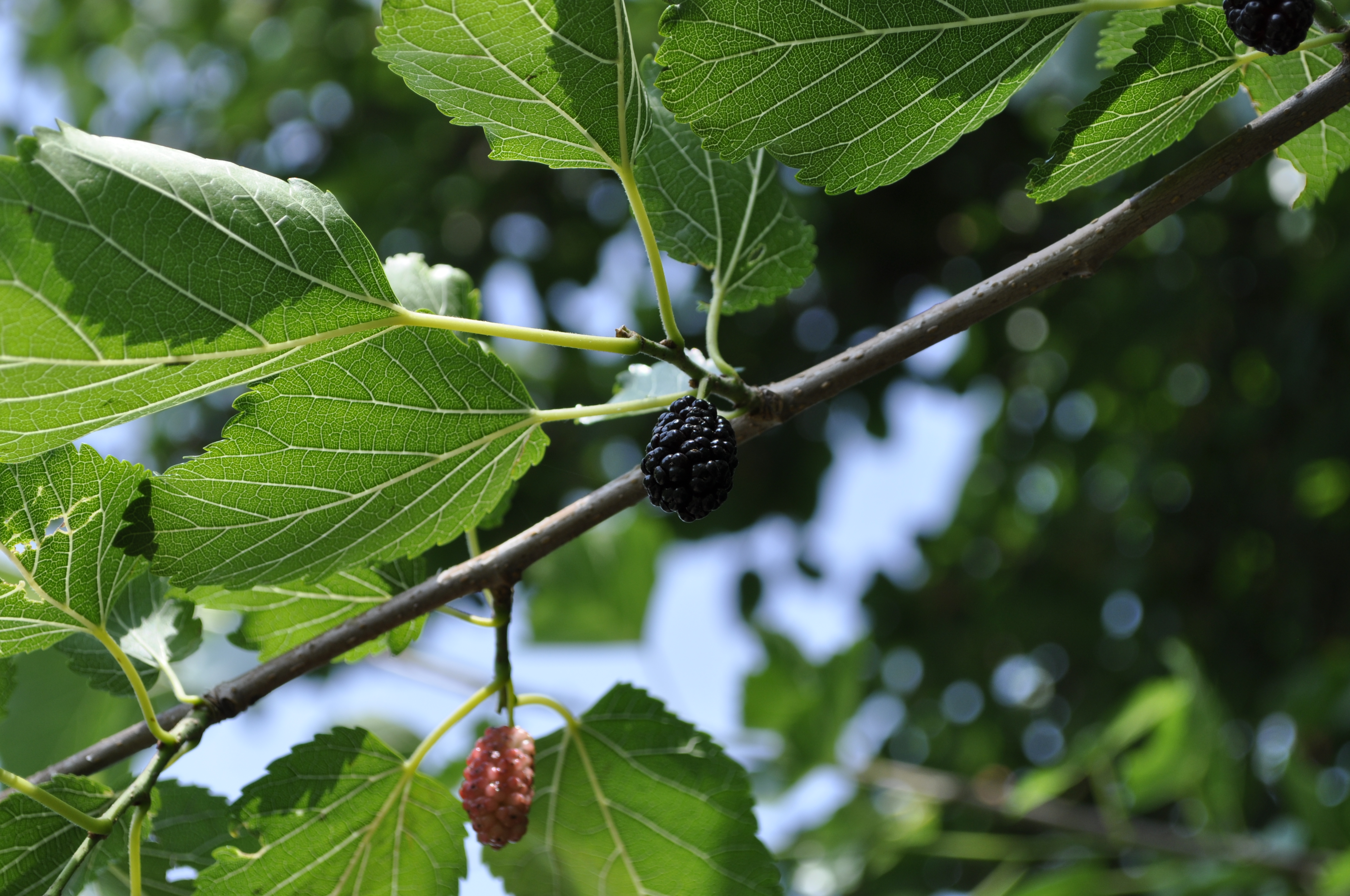 Free high resolution images mulberry, berries, branches, fruit, green, leaf. 