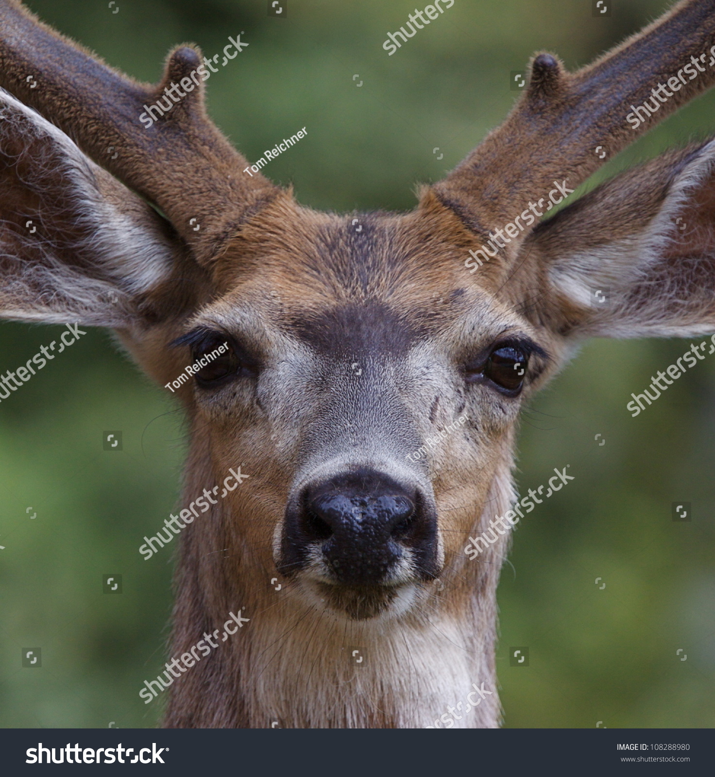 Mule Deer Buck Highly Detailed Closeup Stock Photo (Safe to Use ...