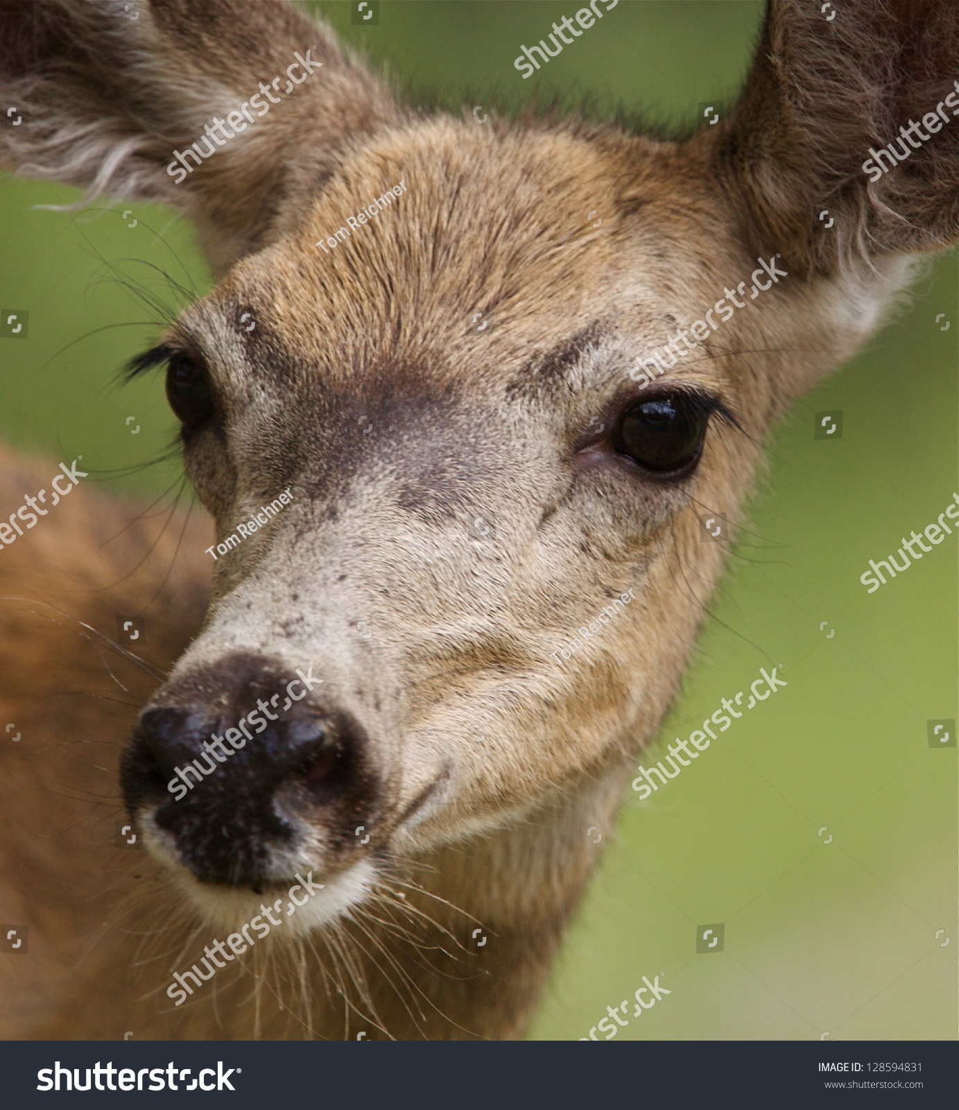 Mule Deer Doe Female Highly Detailed Stock Photo (Royalty Free ...