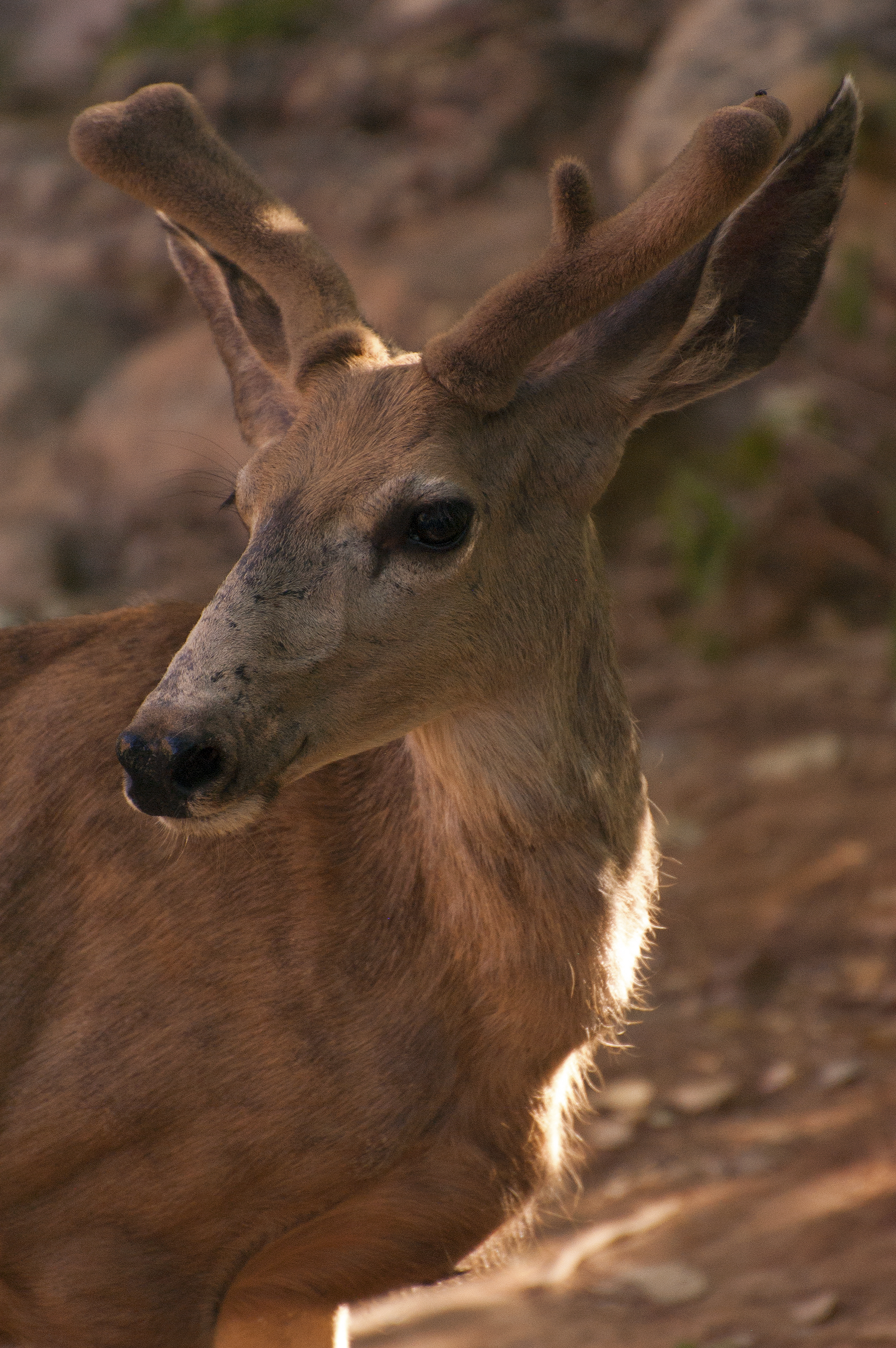 mule deer closeup – Organization of Wildlife Planners