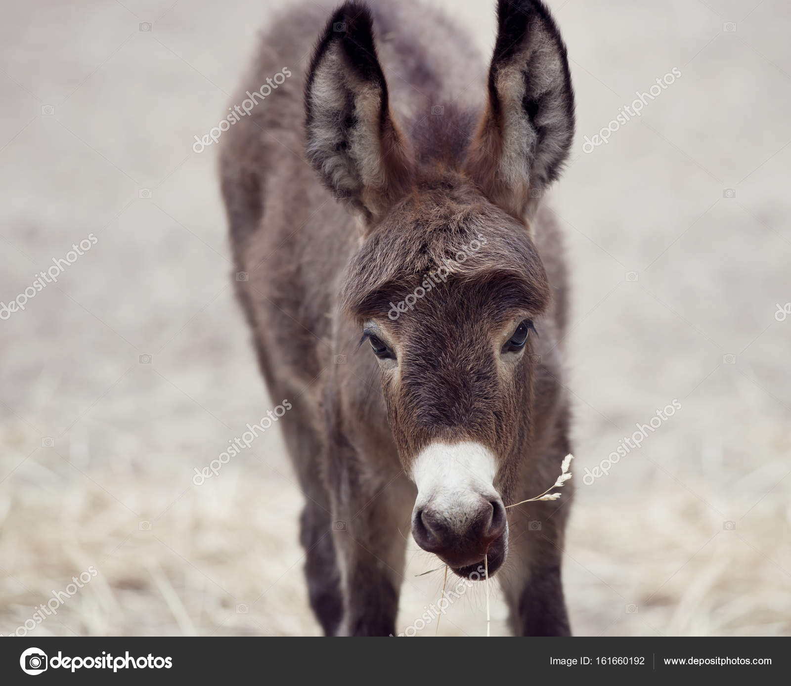 Baby donkey mule — Stock Photo © svetas #161660192